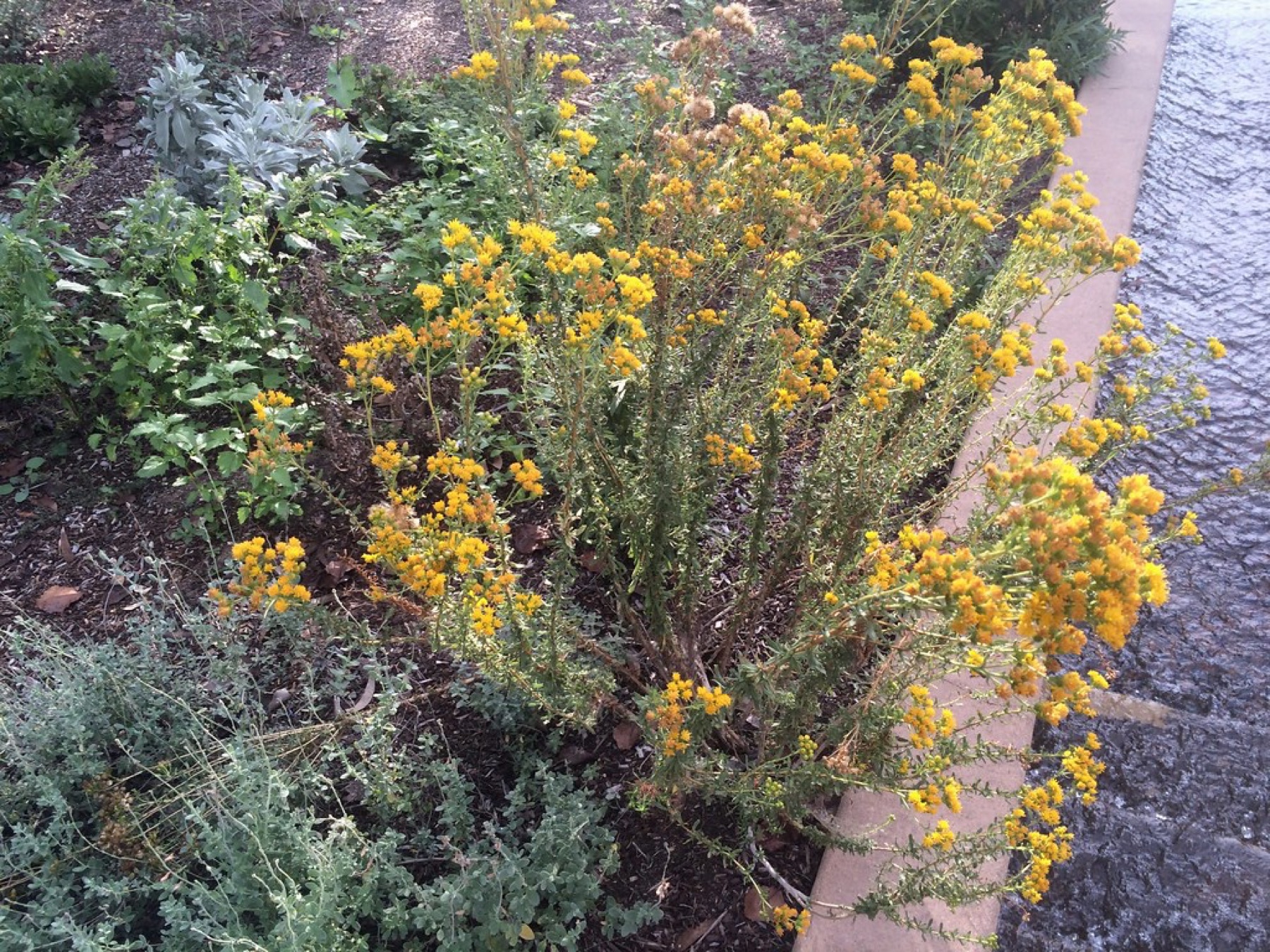 Coastal Goldenbush — photo 21