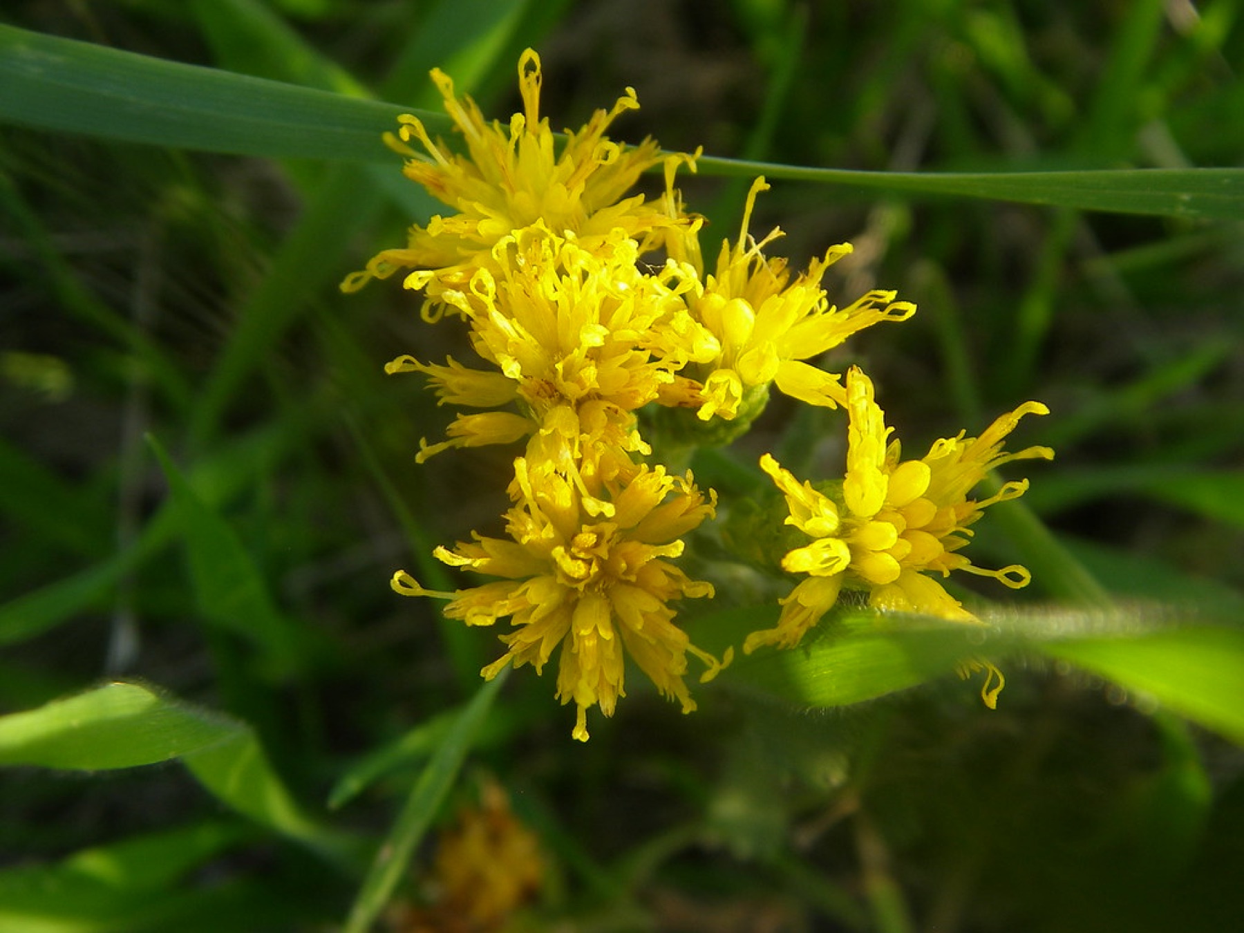 Coastal Goldenbush — photo 22