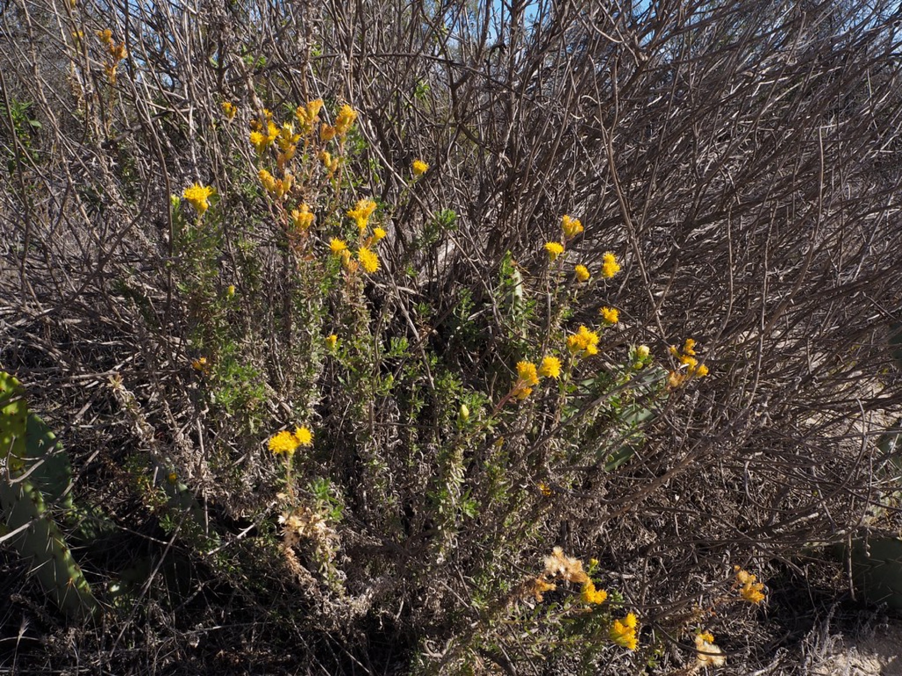 Coastal Goldenbush — photo 23