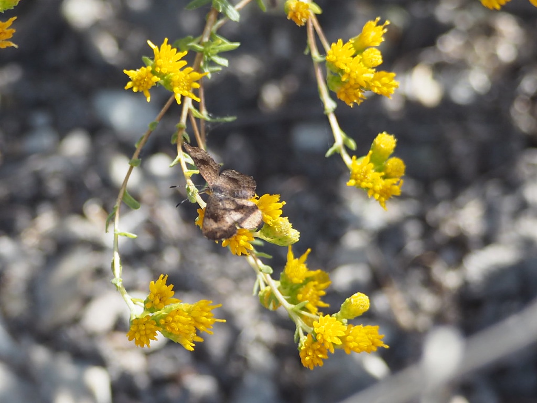 Coastal Goldenbush — photo 24