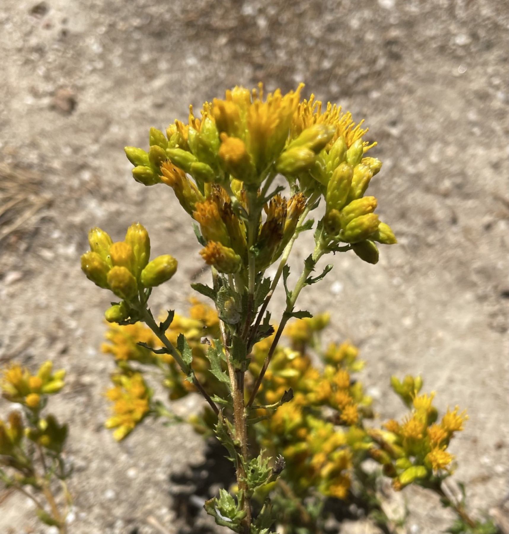 Coastal Goldenbush