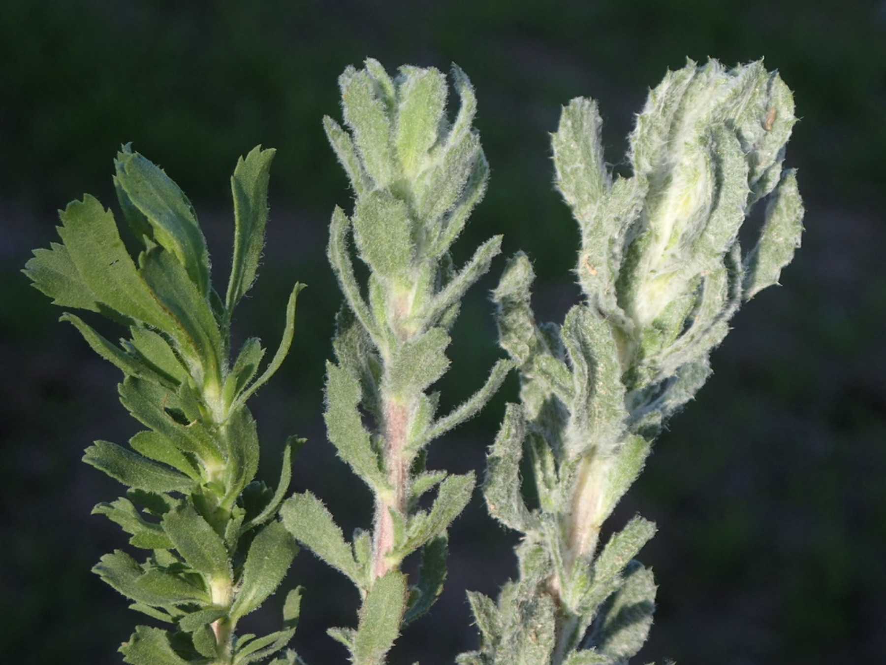 Coastal Goldenbush — photo 2
