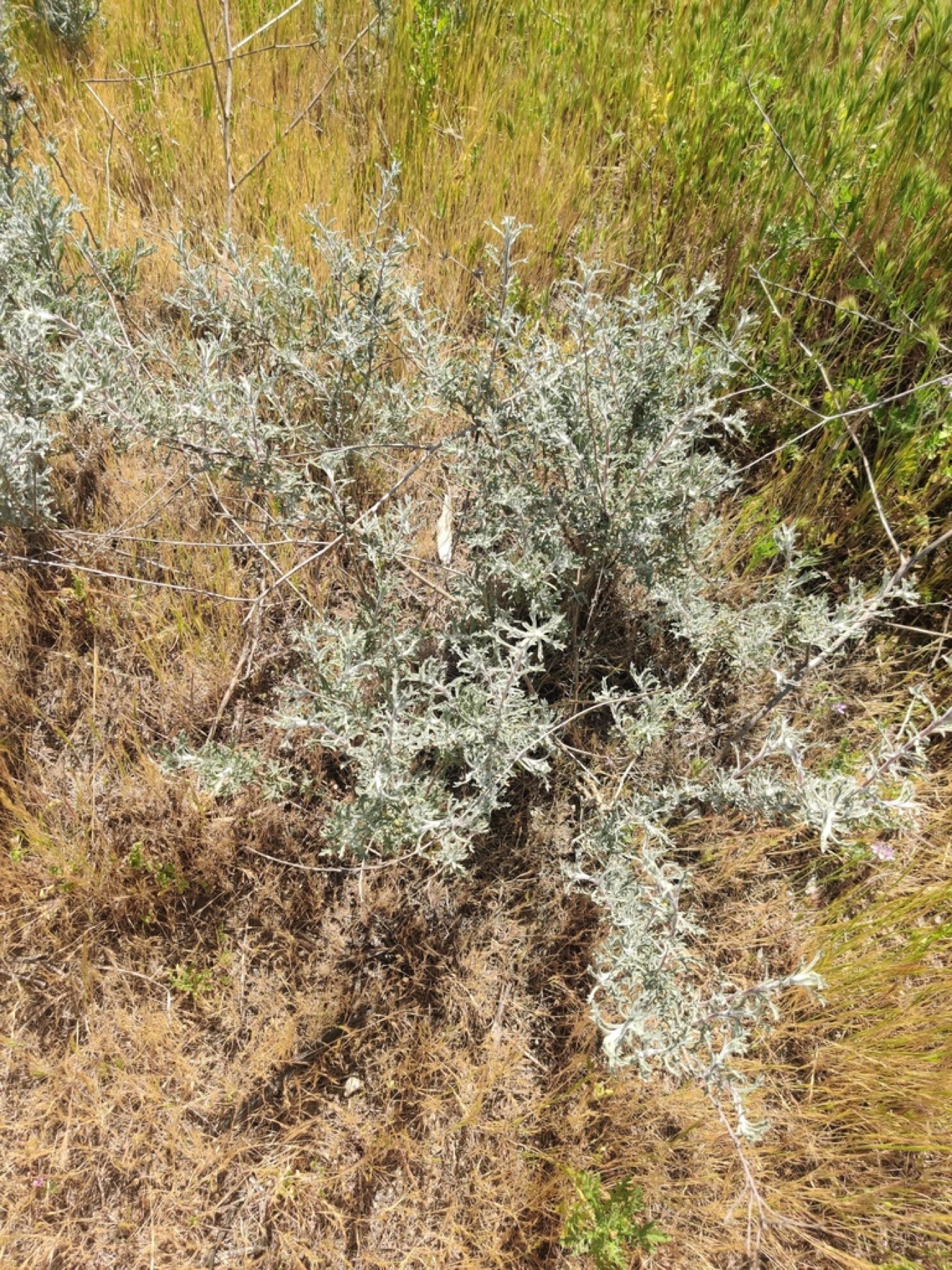 Coastal Goldenbush — photo 3