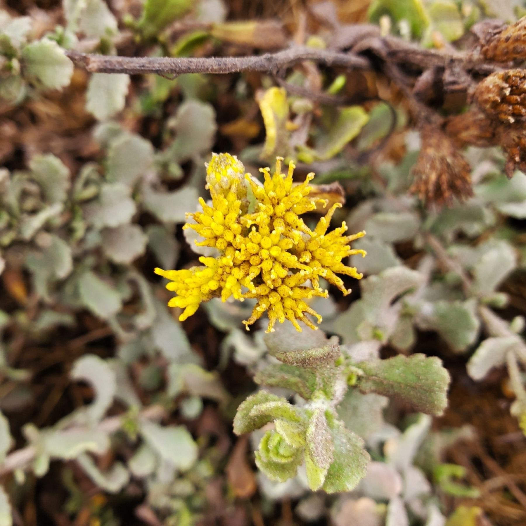 Coastal Goldenbush — photo 4