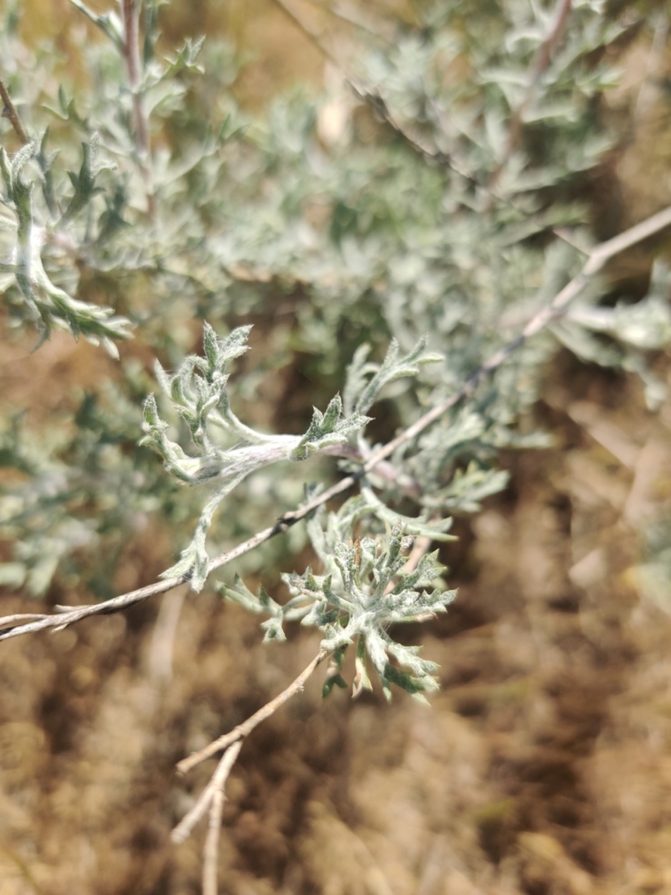 Coastal Goldenbush — photo 5