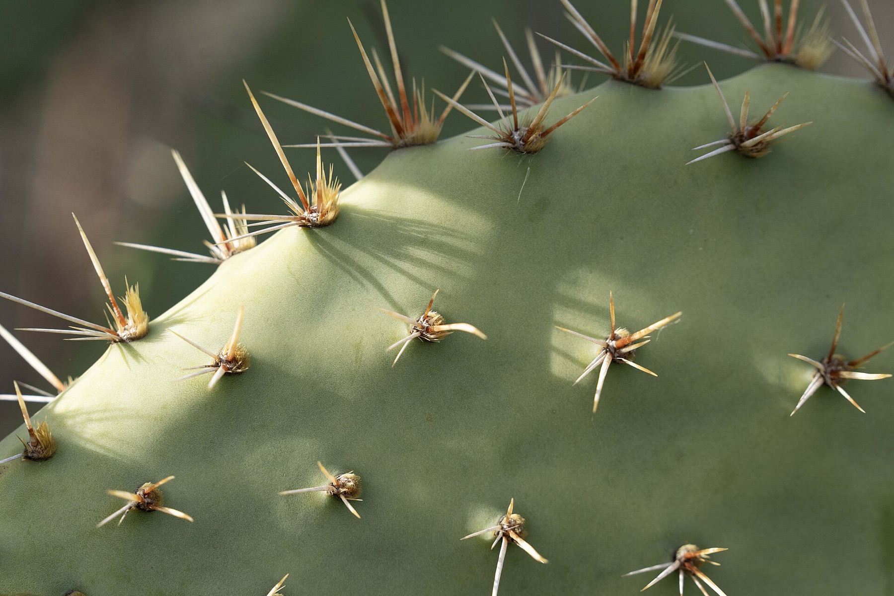 Coastal Pricklypear — photo 6