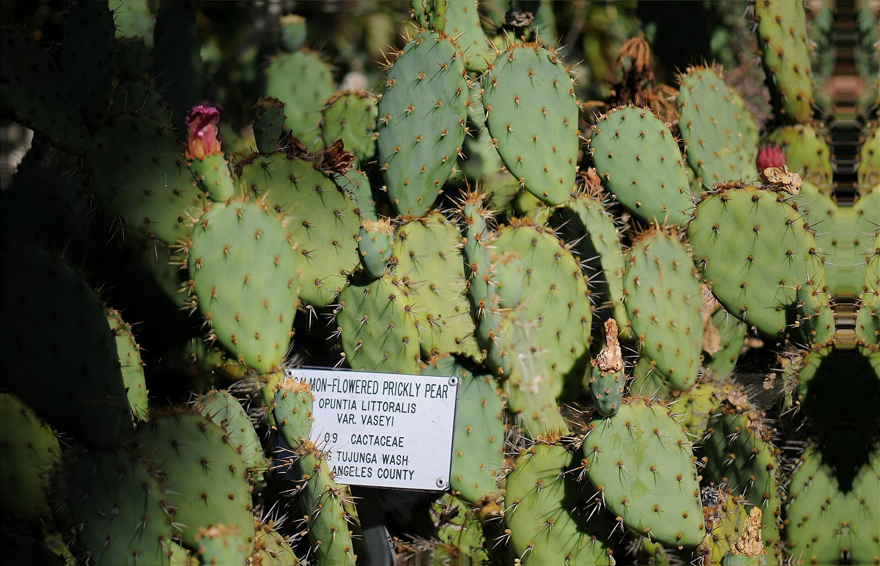 Coastal Pricklypear — photo 7