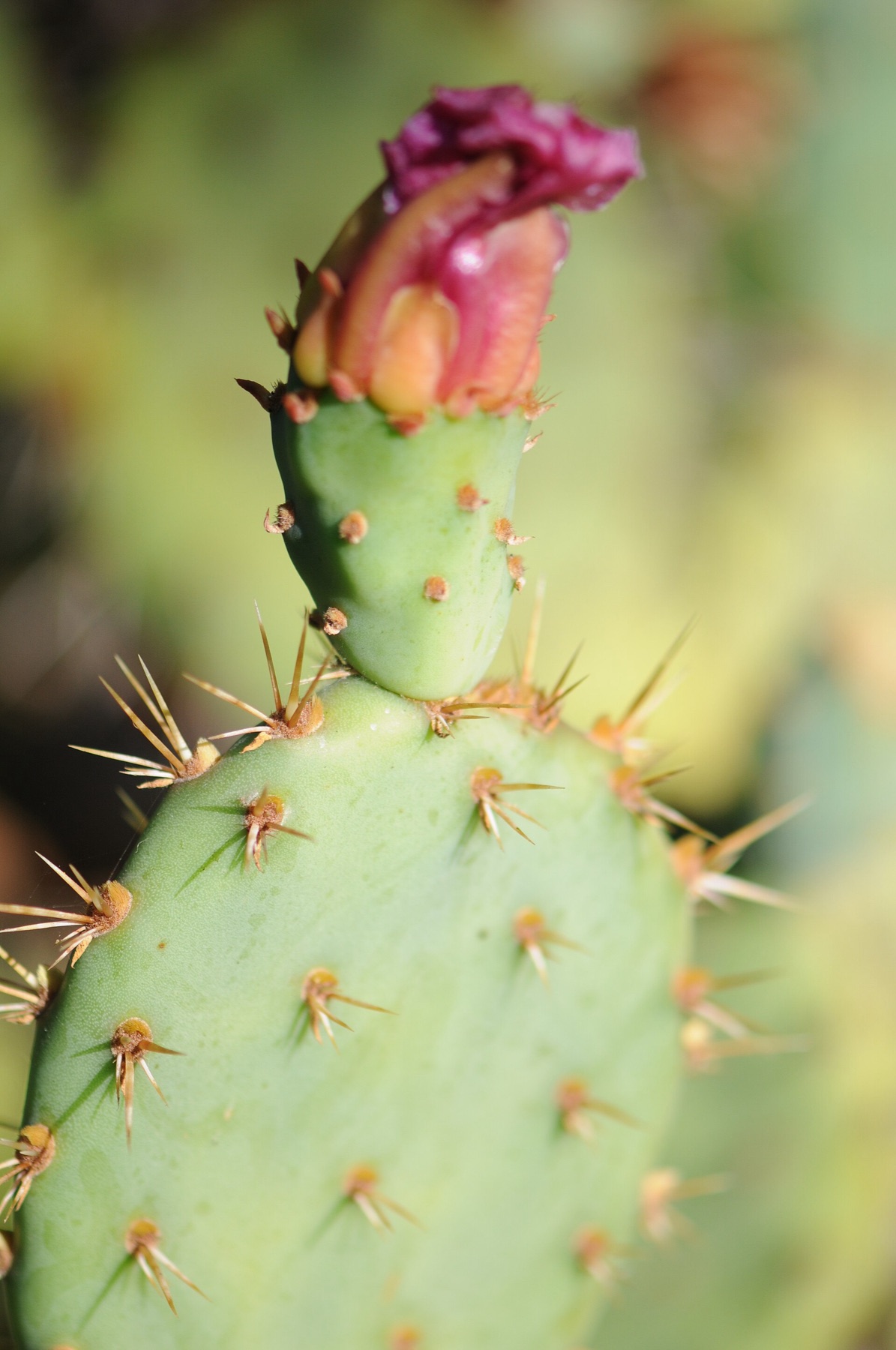 Coastal Pricklypear — photo 8