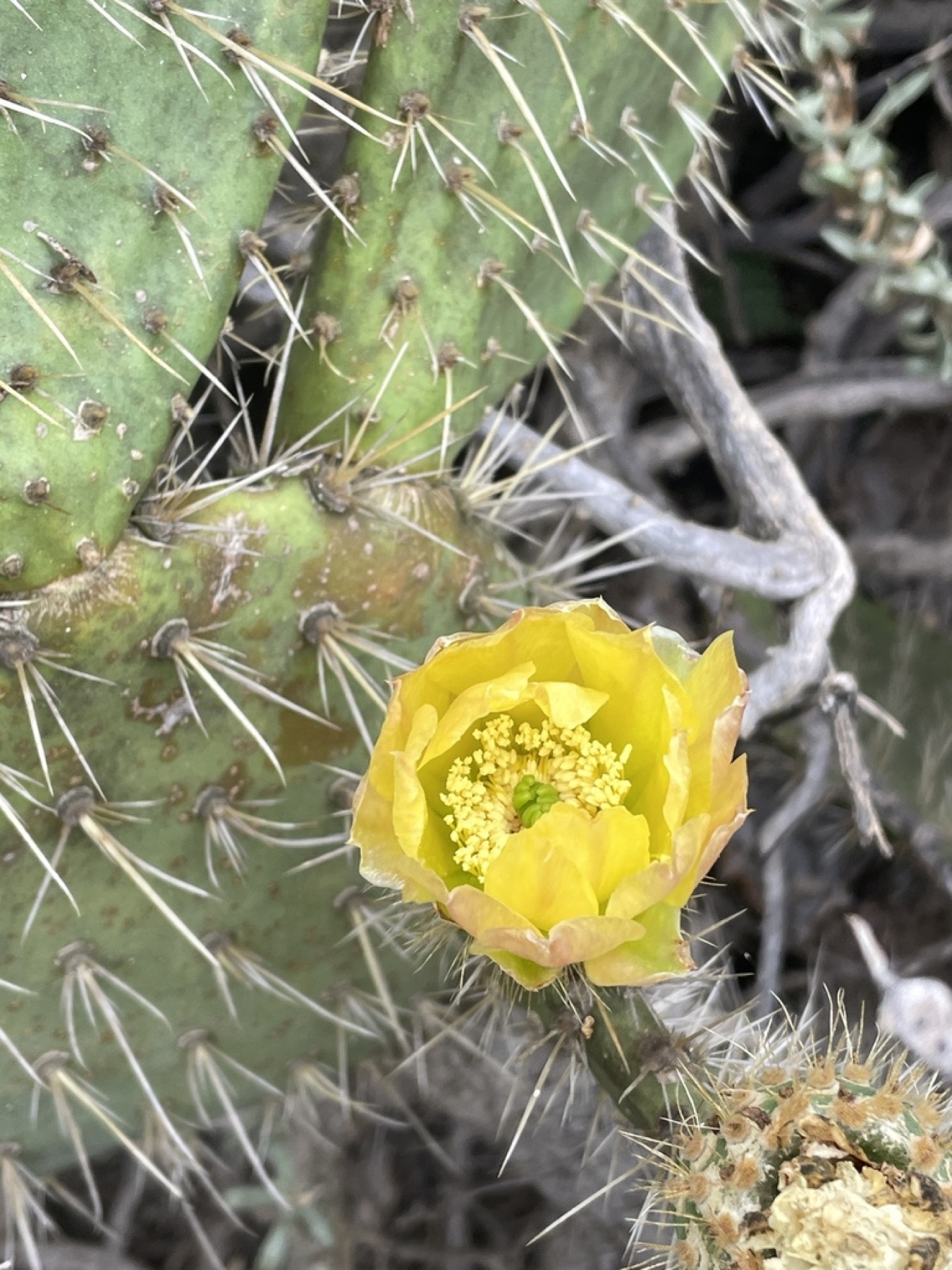 Coastal Pricklypear — photo 9