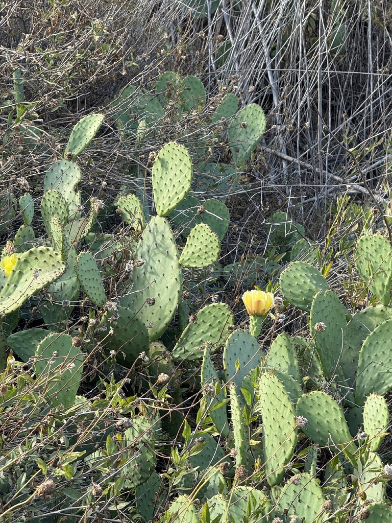 Coastal Pricklypear — photo 10
