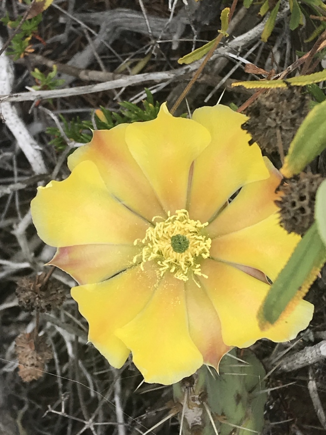 Coastal Pricklypear — photo 11
