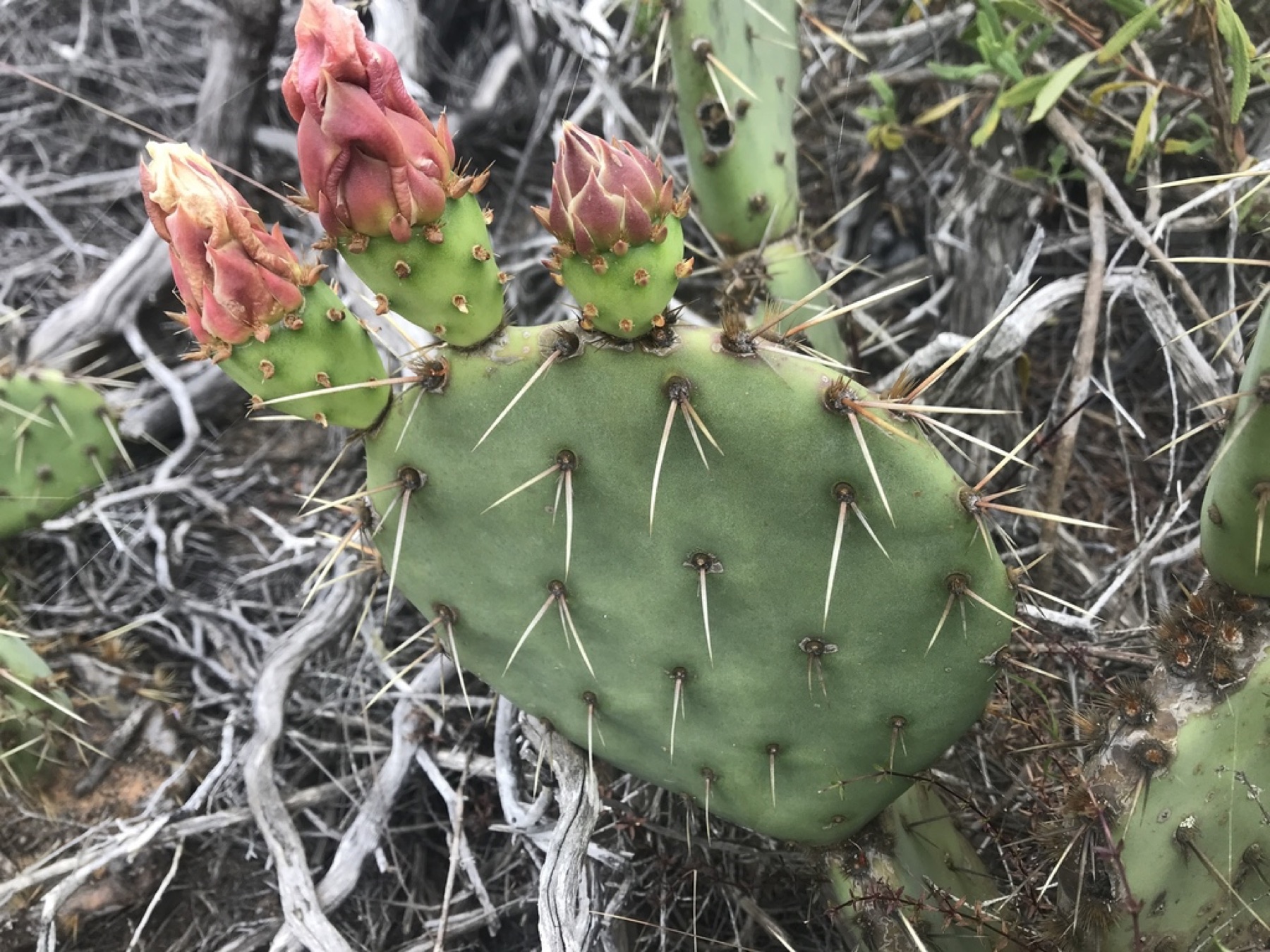 Coastal Pricklypear — photo 12