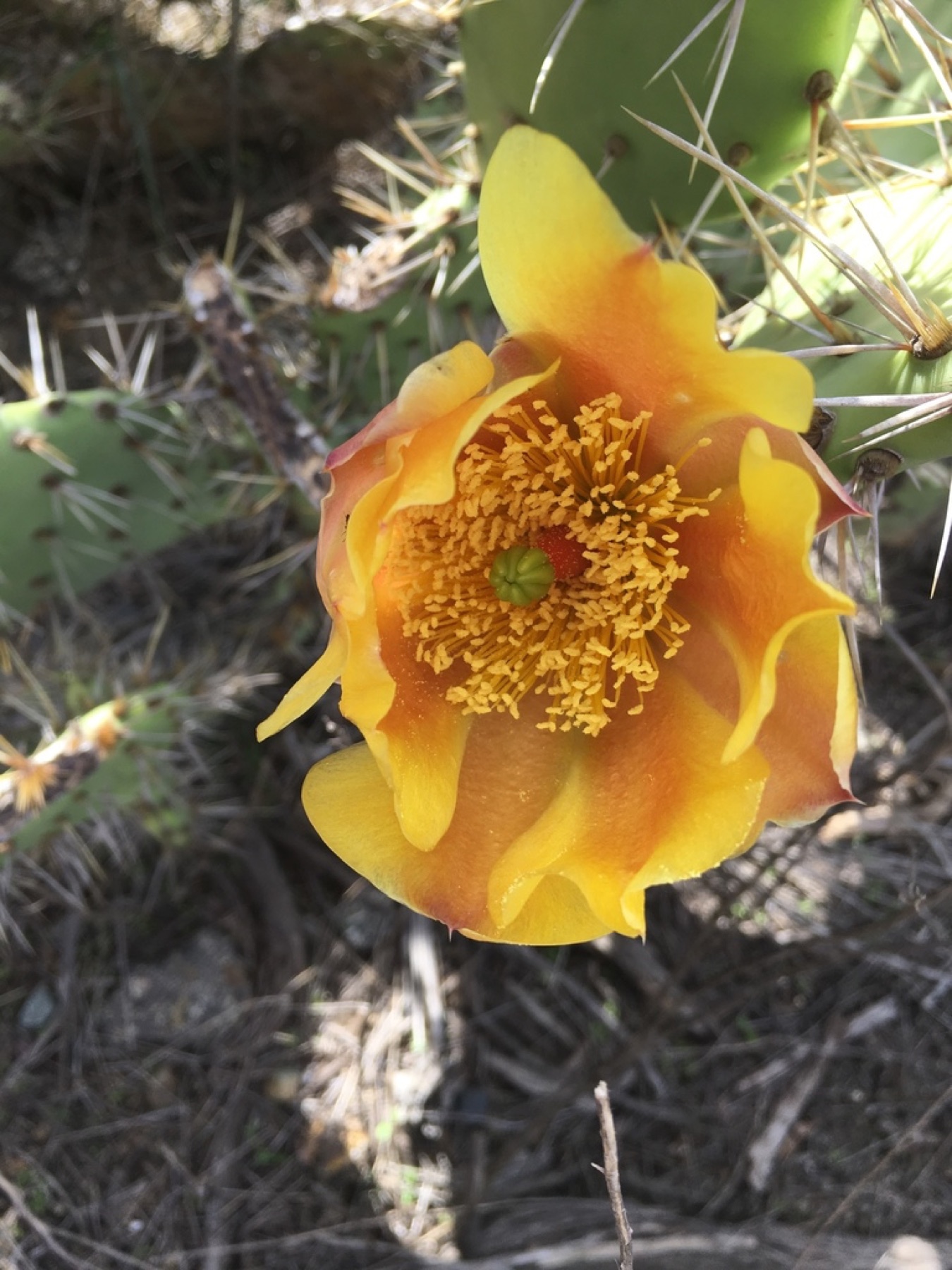 Coastal Pricklypear — photo 13