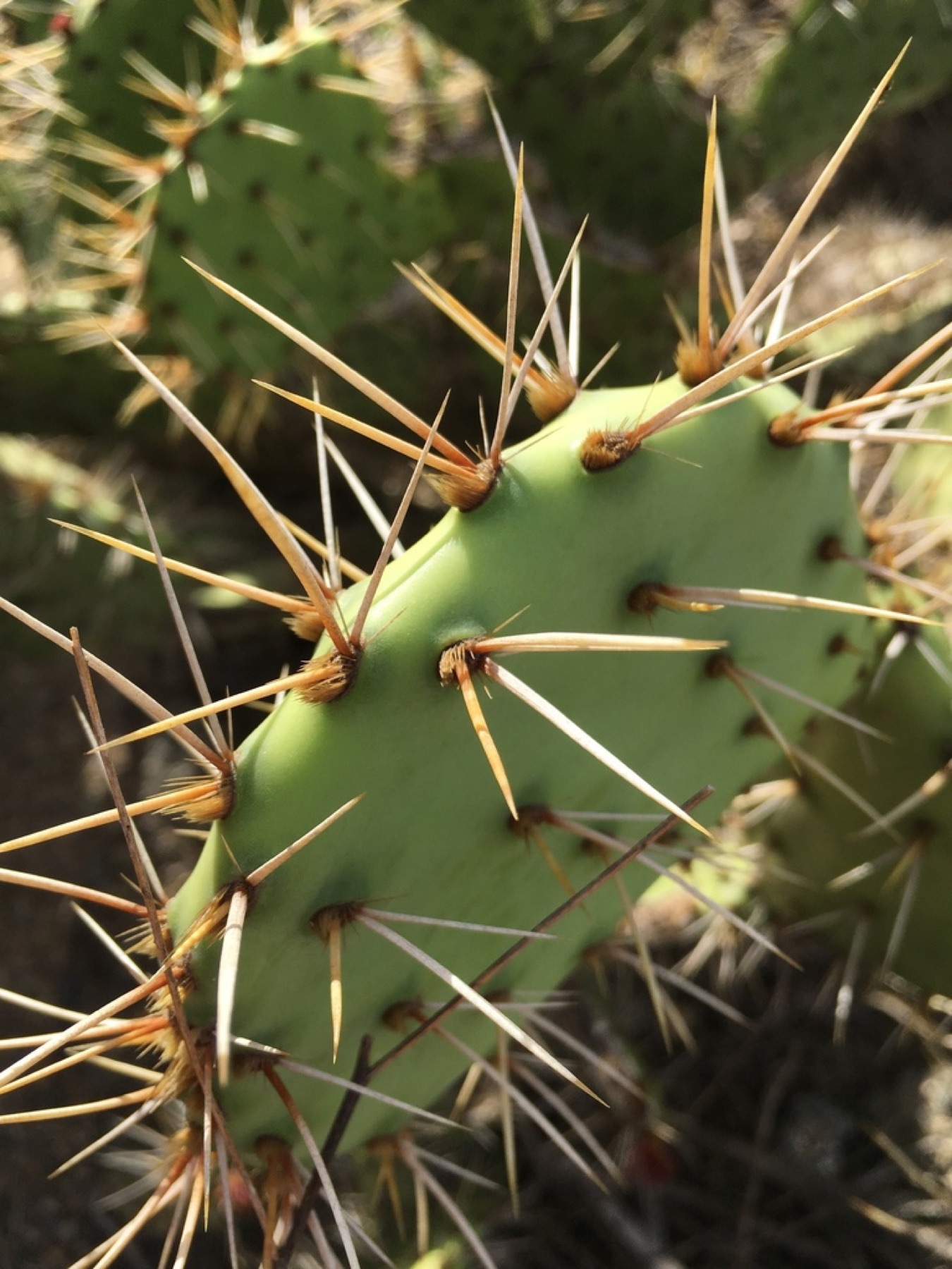 Coastal Pricklypear — photo 14