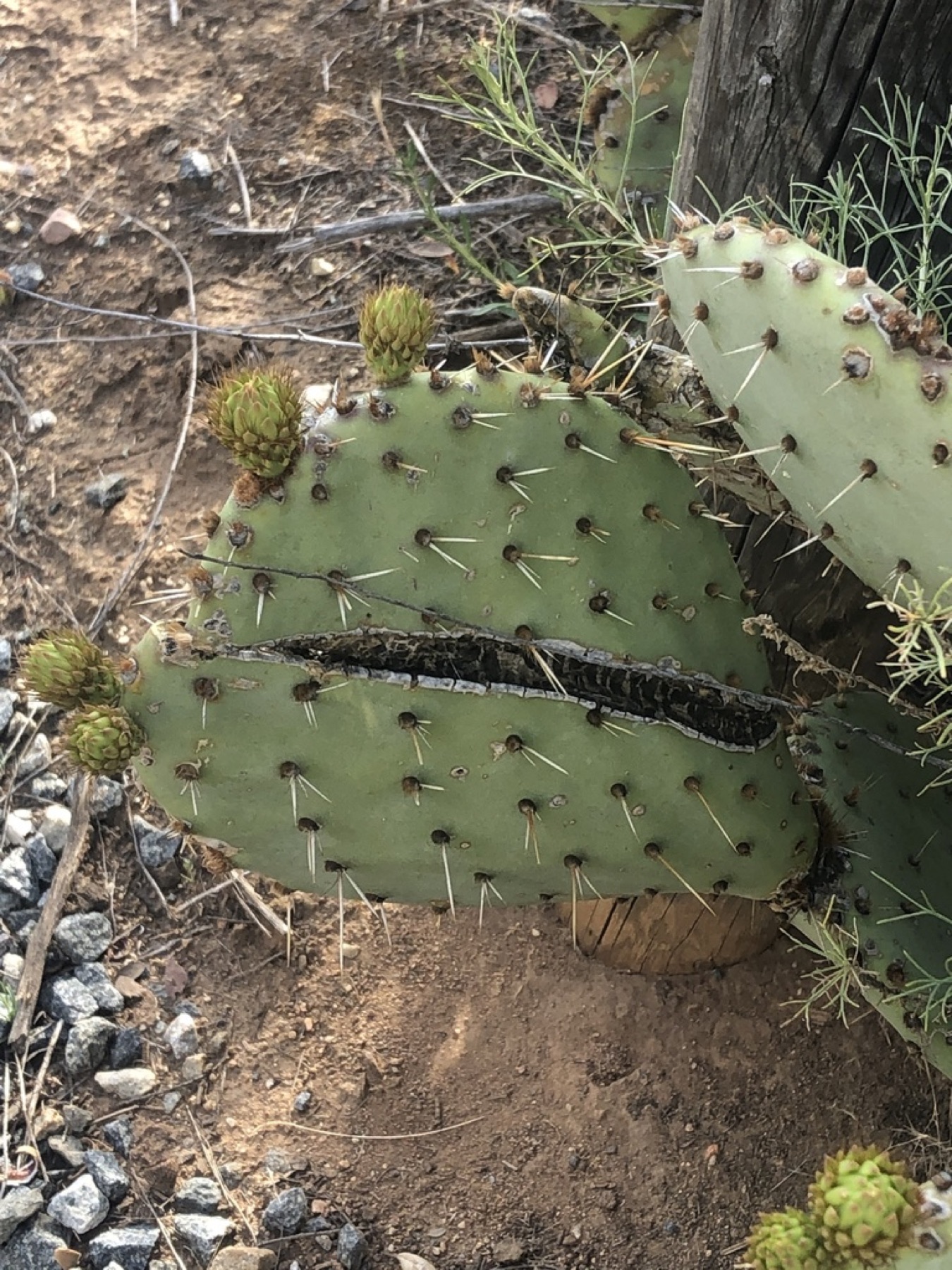 Coastal Pricklypear — photo 15