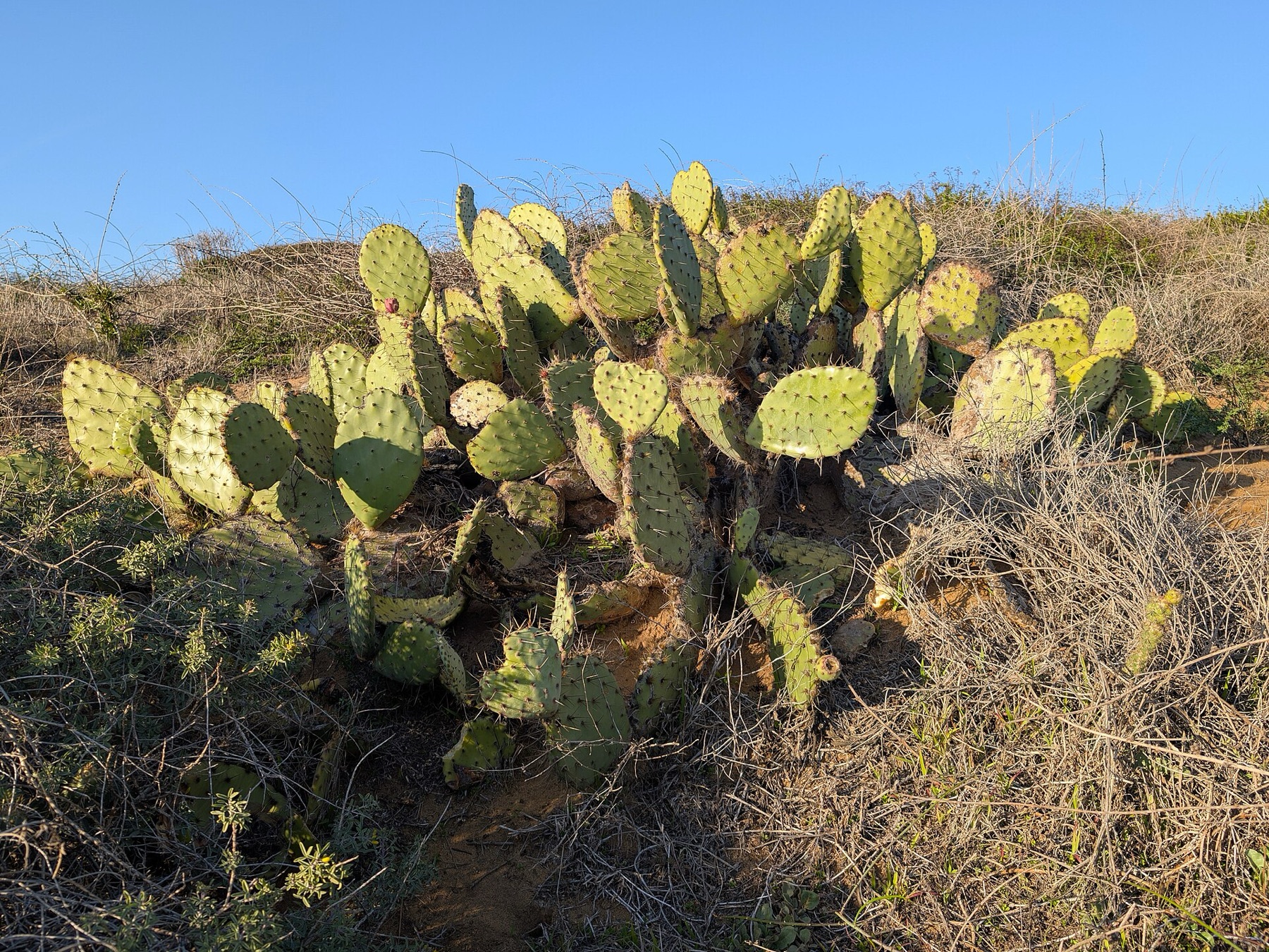 Coastal Pricklypear — photo 16