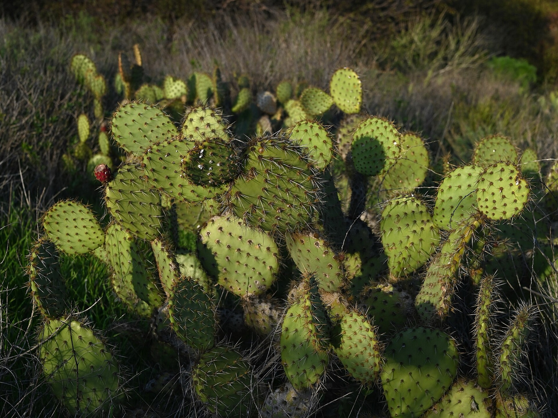 Coastal Pricklypear — photo 17