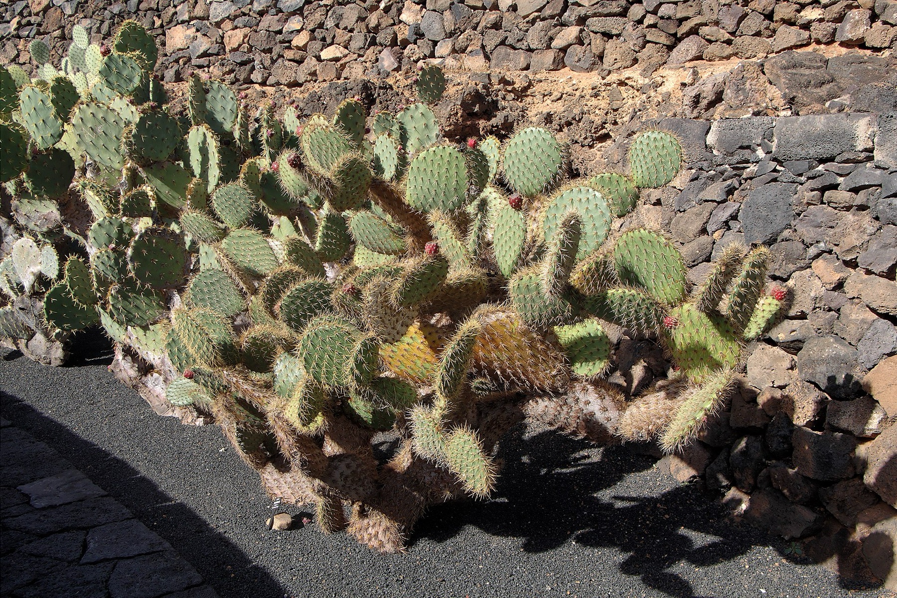 Coastal Pricklypear — photo 18