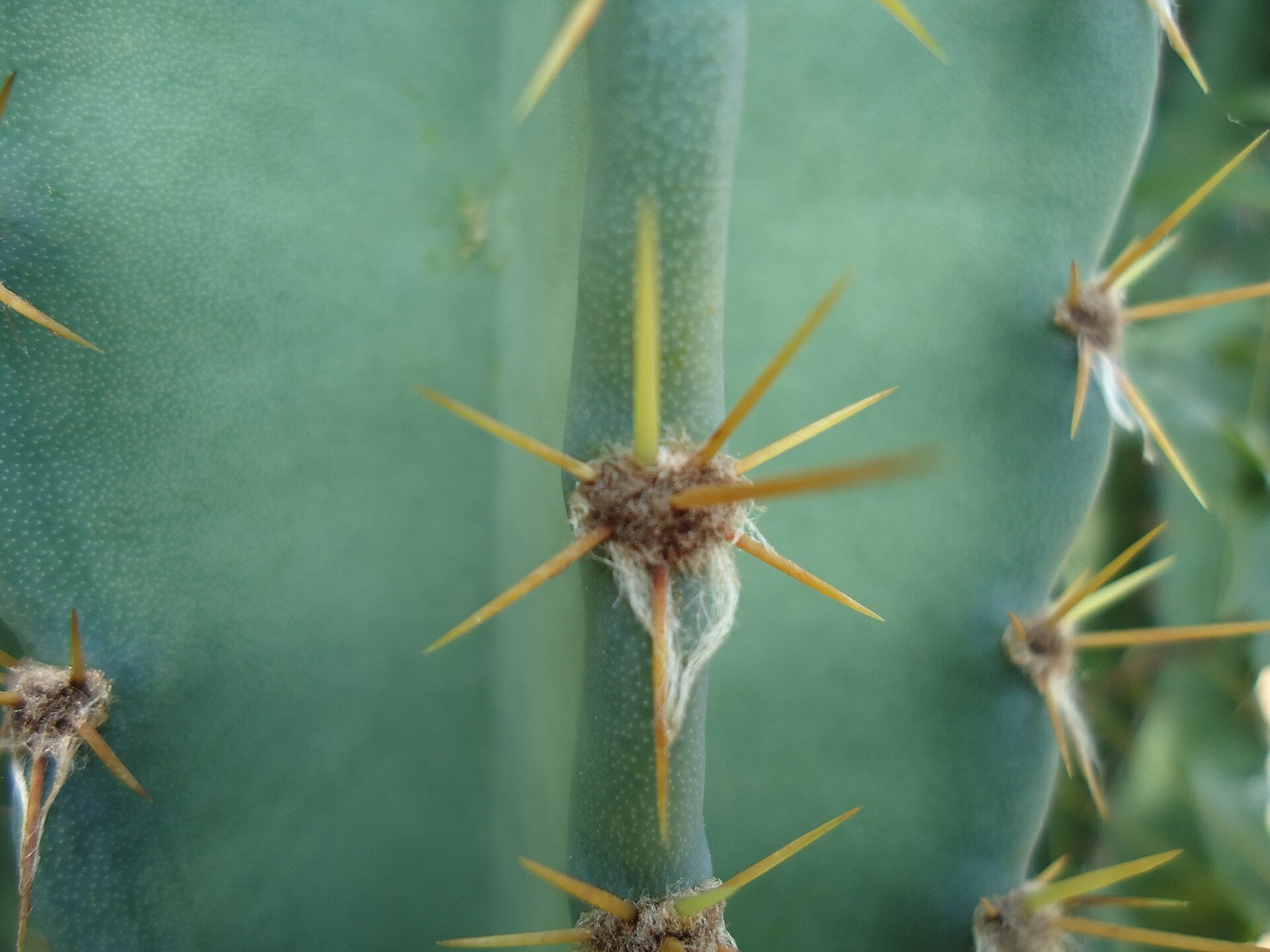 Coastal Pricklypear — photo 19