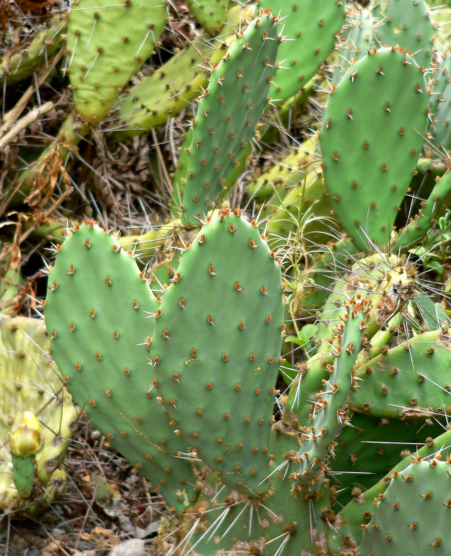 Coastal Pricklypear — photo 20