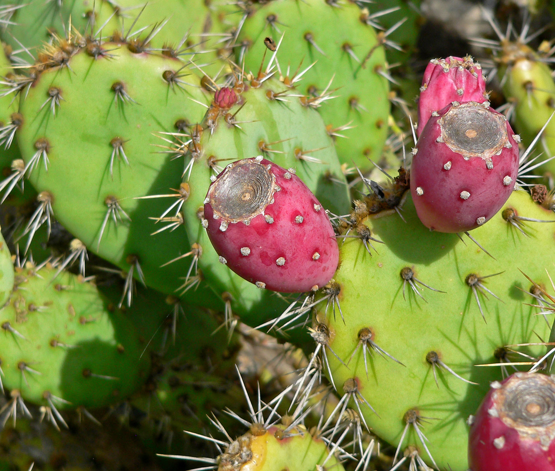 Coastal Pricklypear — photo 21