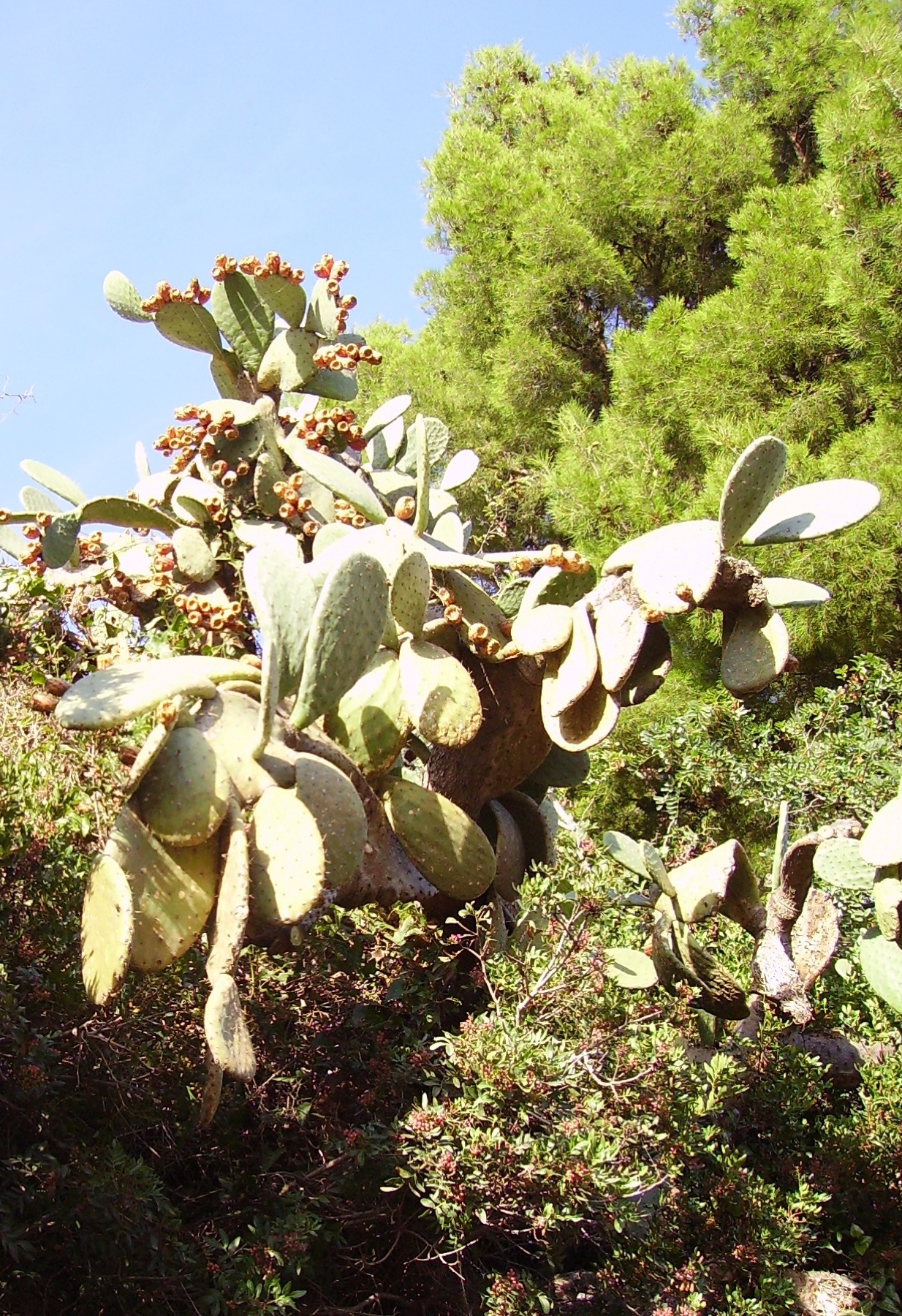 Coastal Pricklypear — photo 22