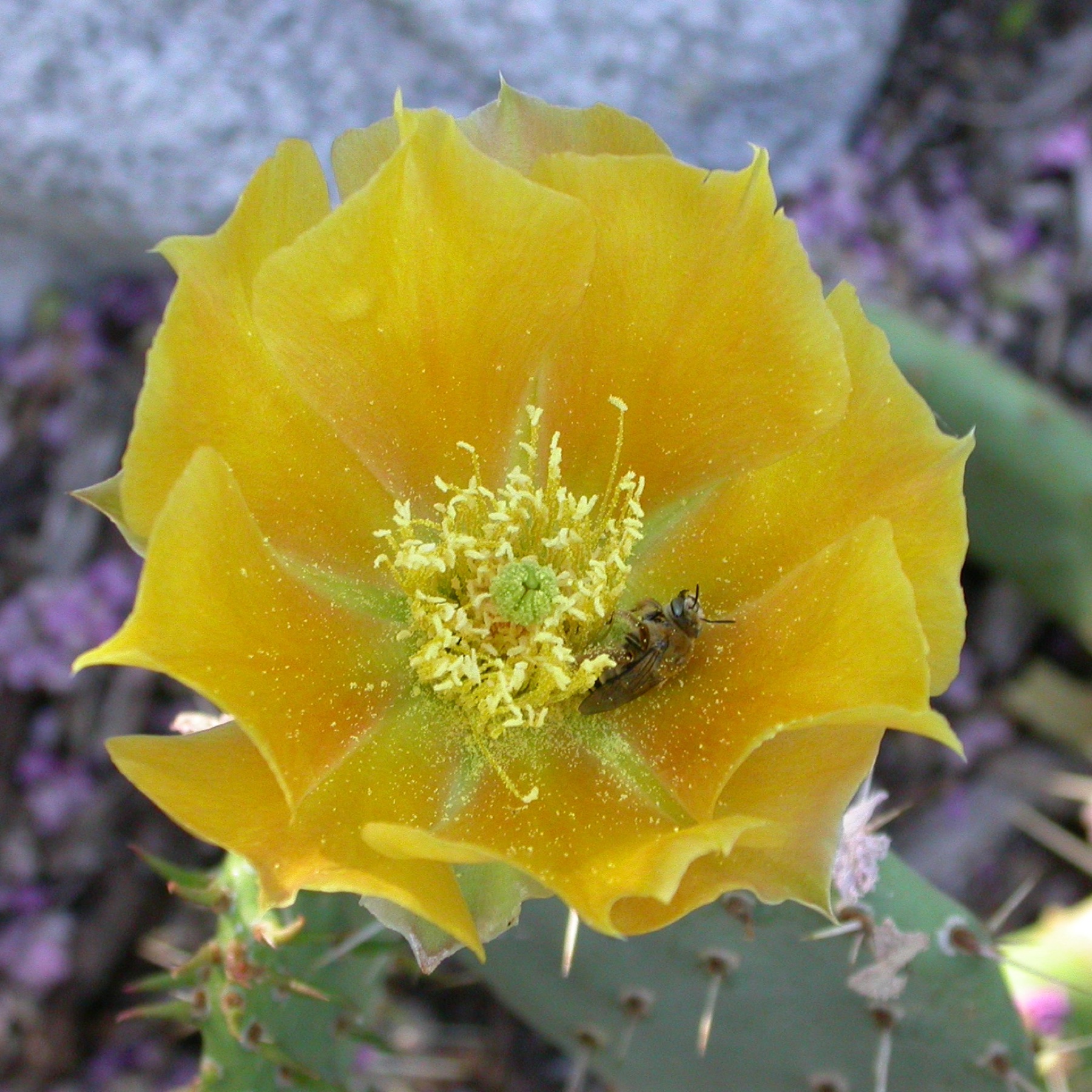 Coastal Pricklypear