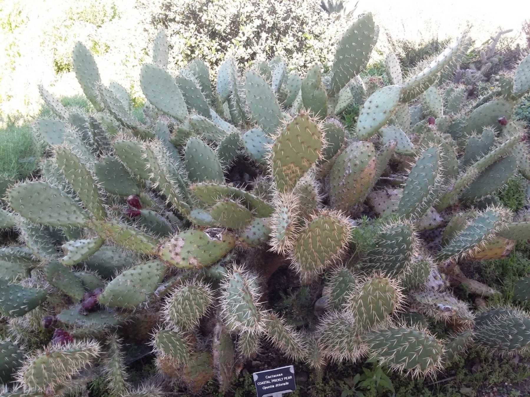 Coastal Pricklypear — photo 2