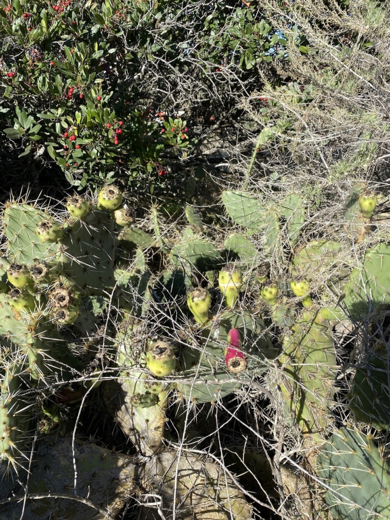 Coastal Pricklypear — photo 3