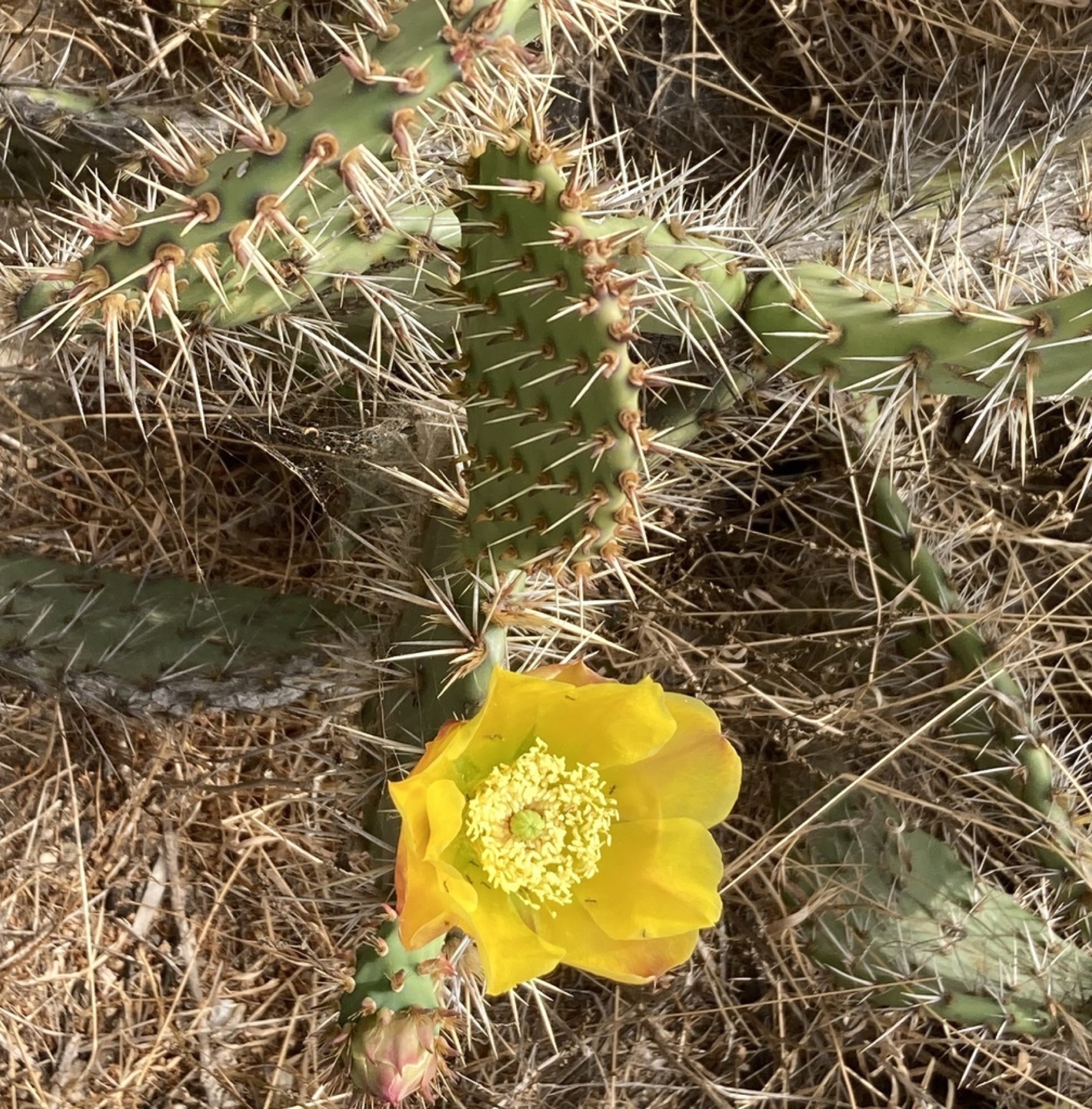 Coastal Pricklypear — photo 4