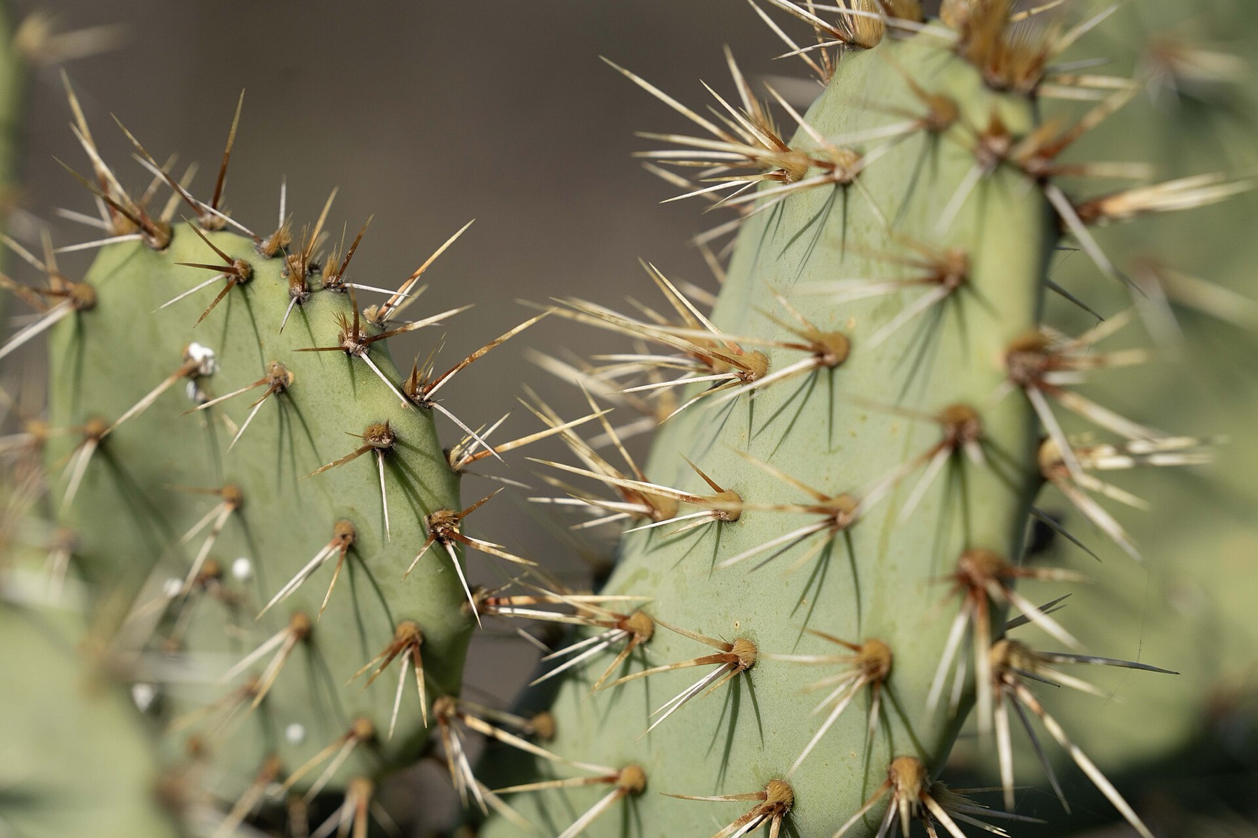 Coastal Pricklypear — photo 5