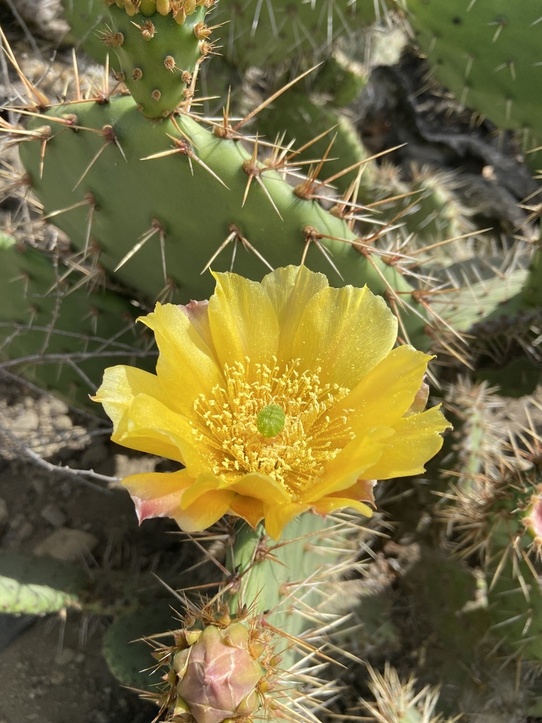 Coastal Pricklypear — photo 23
