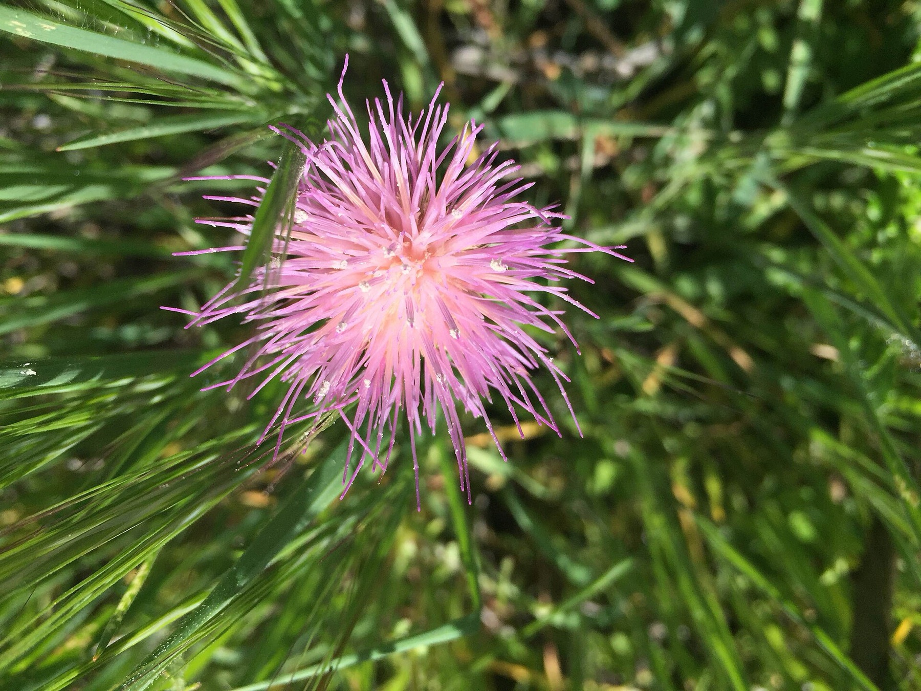 Cobwebby Thistle — photo 6