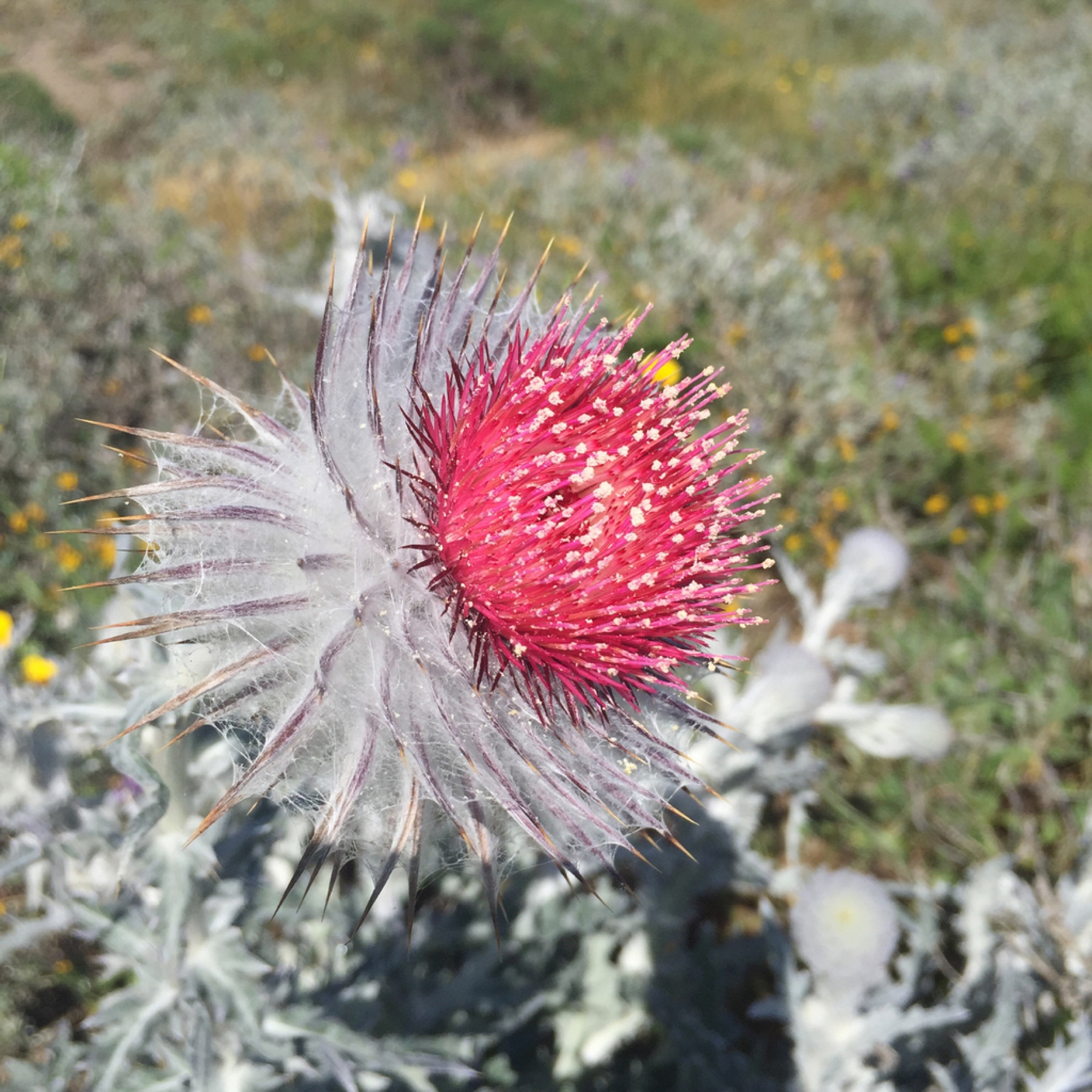 Cobwebby Thistle — photo 7