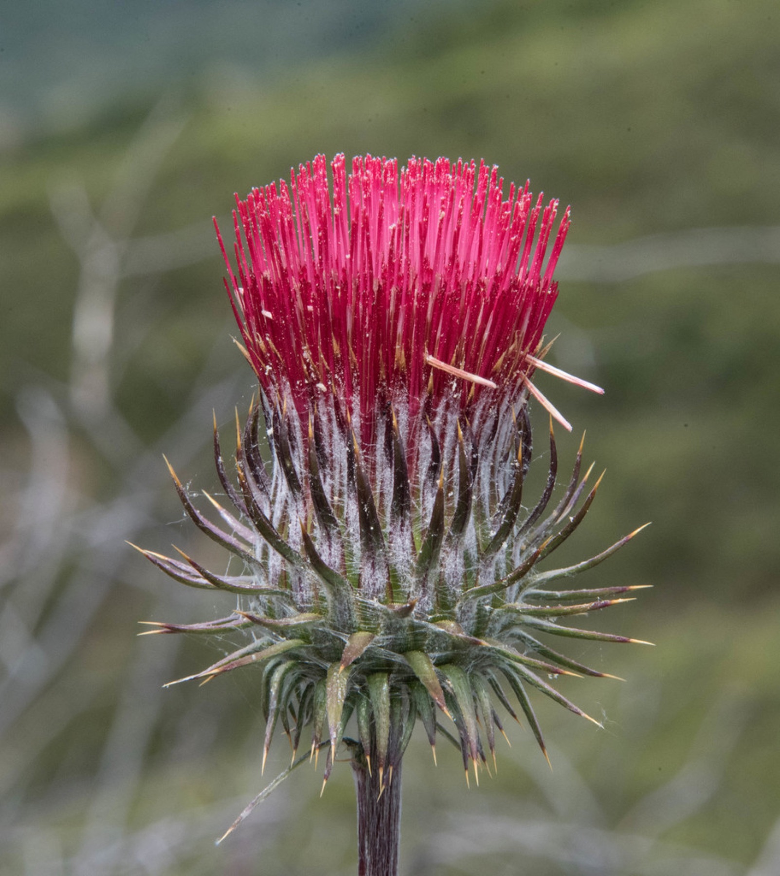 Cobwebby Thistle — photo 8