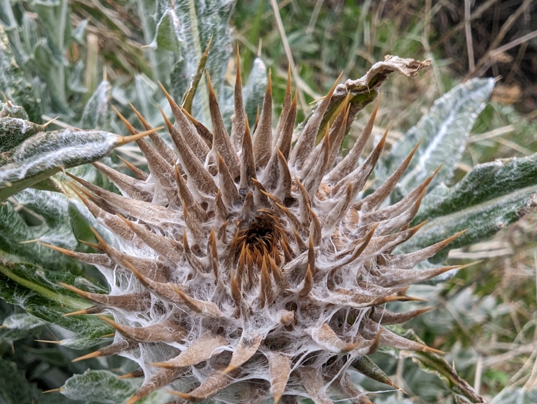 Cobwebby Thistle — photo 9