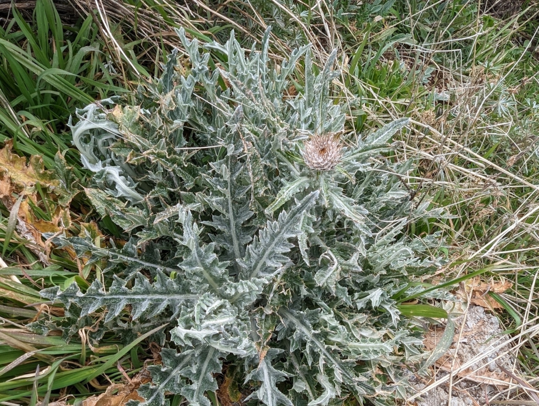 Cobwebby Thistle — photo 10
