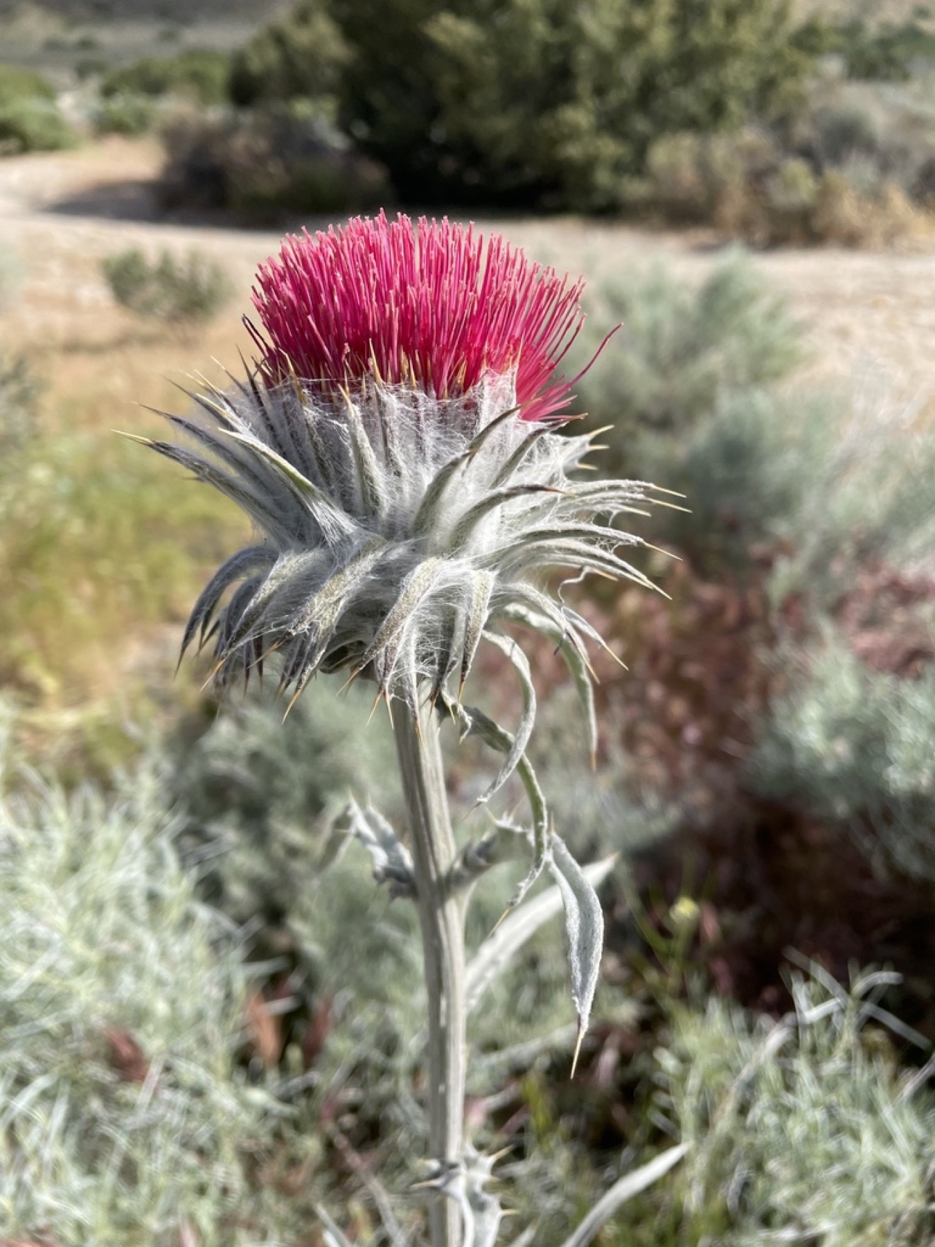 Cobwebby Thistle — photo 11