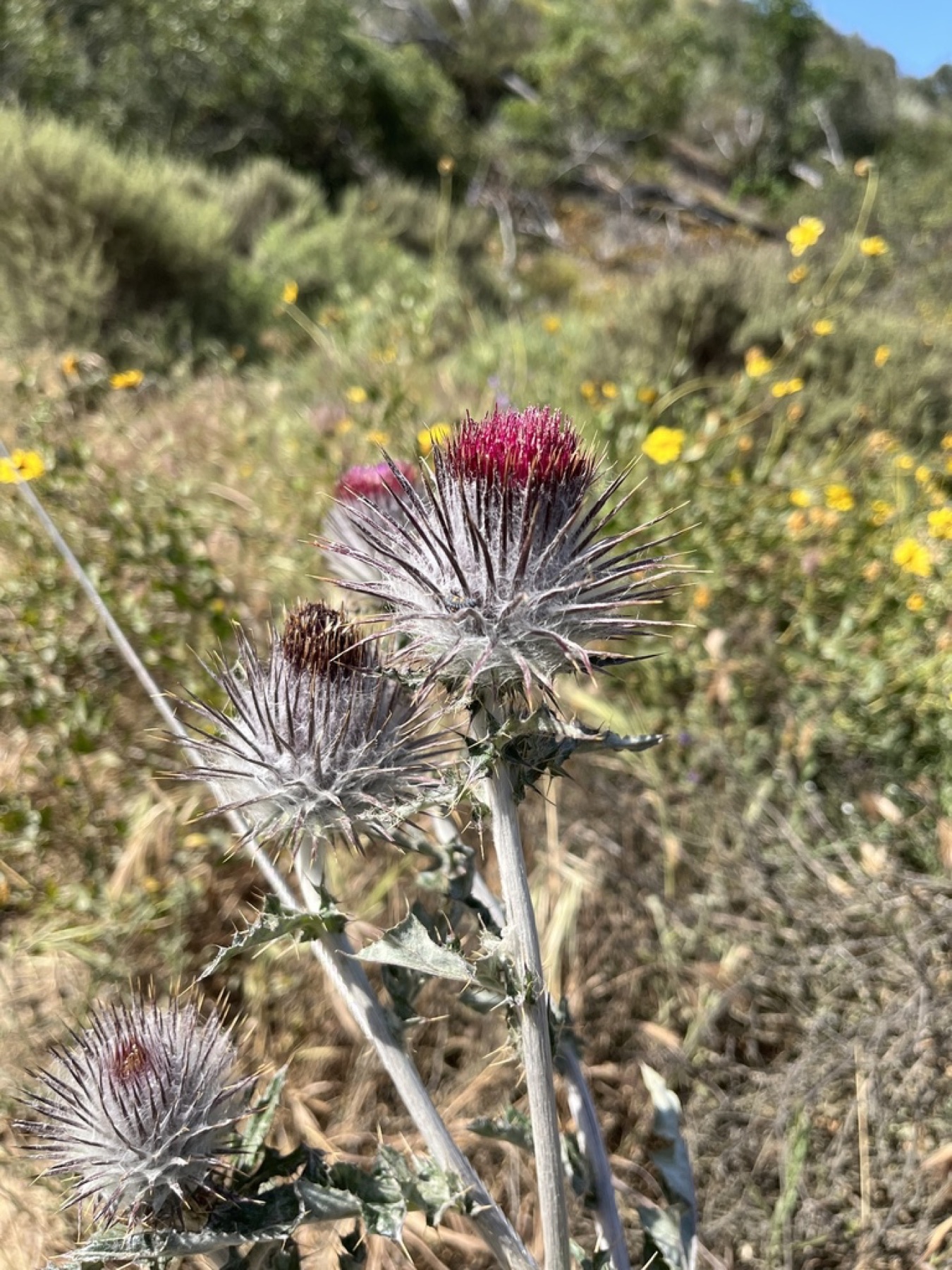 Cobwebby Thistle — photo 12
