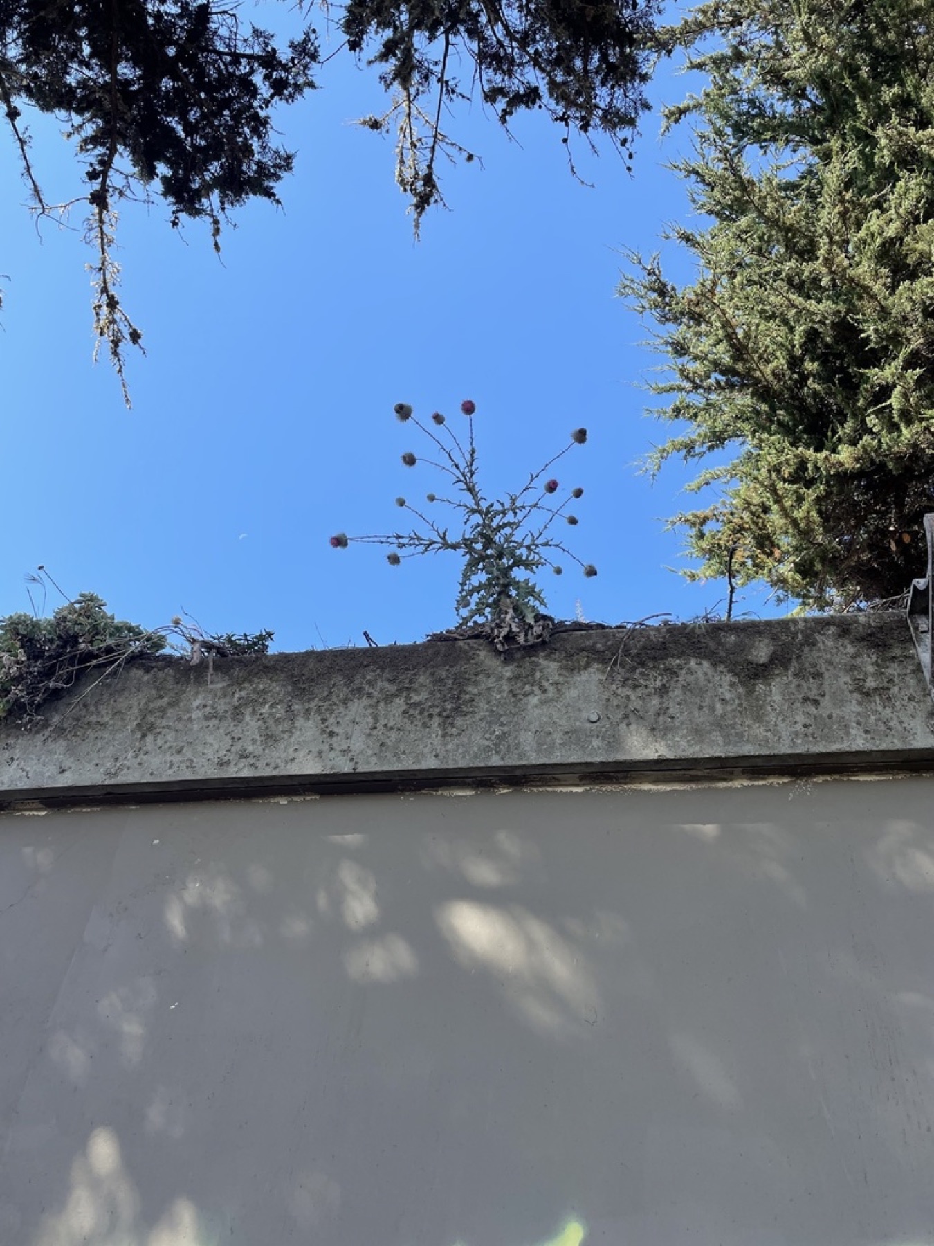 Cobwebby Thistle — photo 13