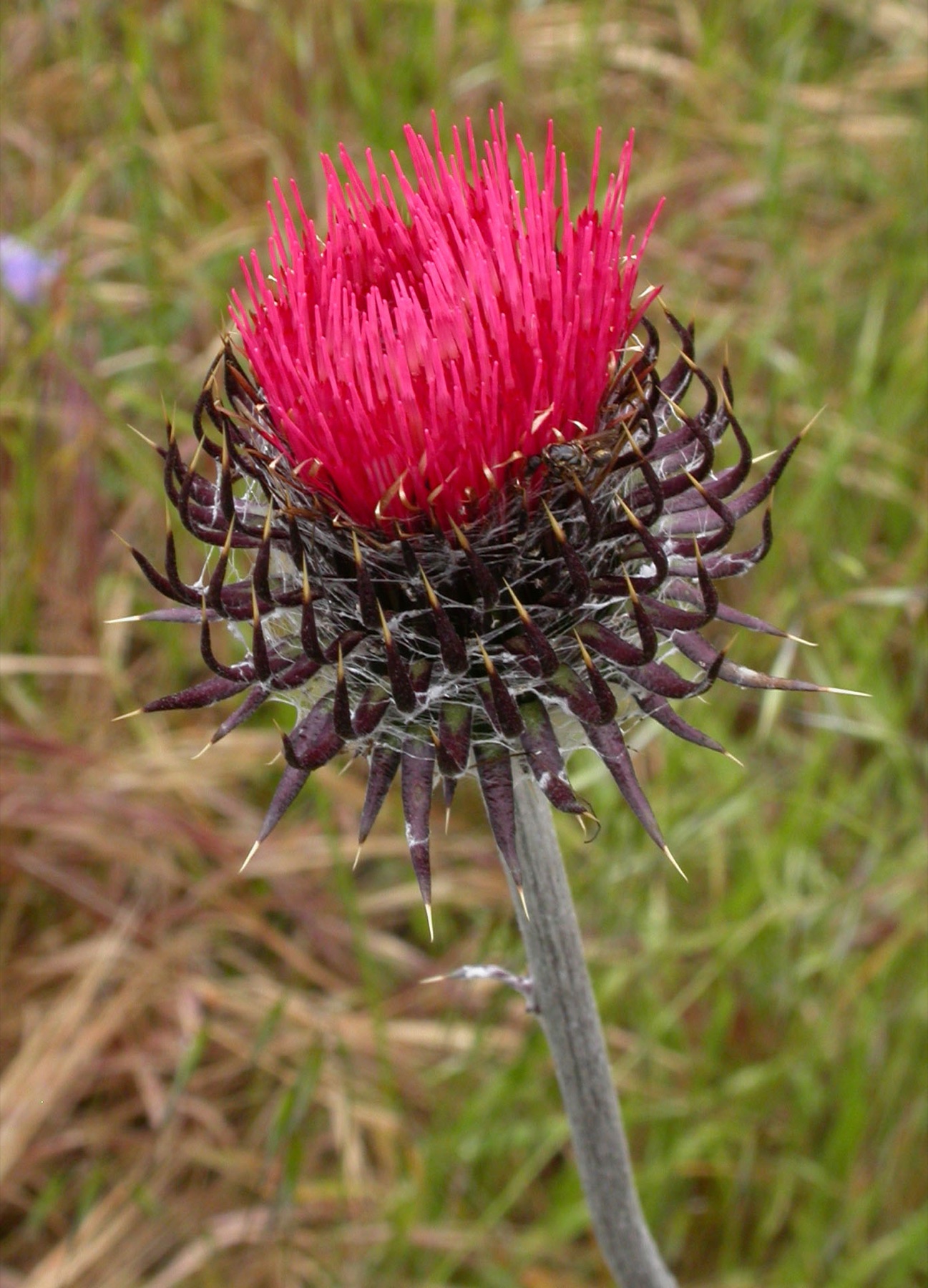 Cobwebby Thistle — photo 14