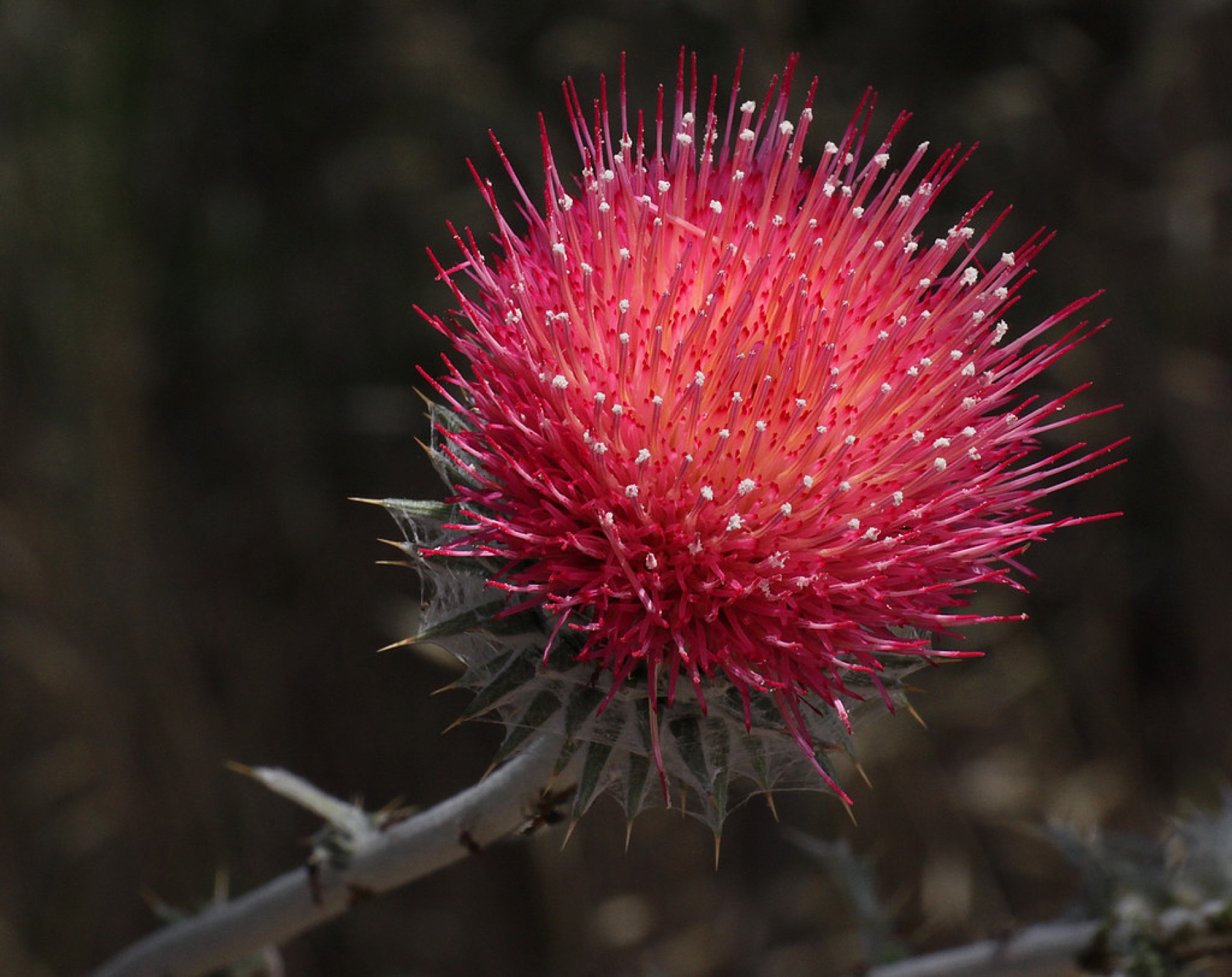 Cobwebby Thistle — photo 15