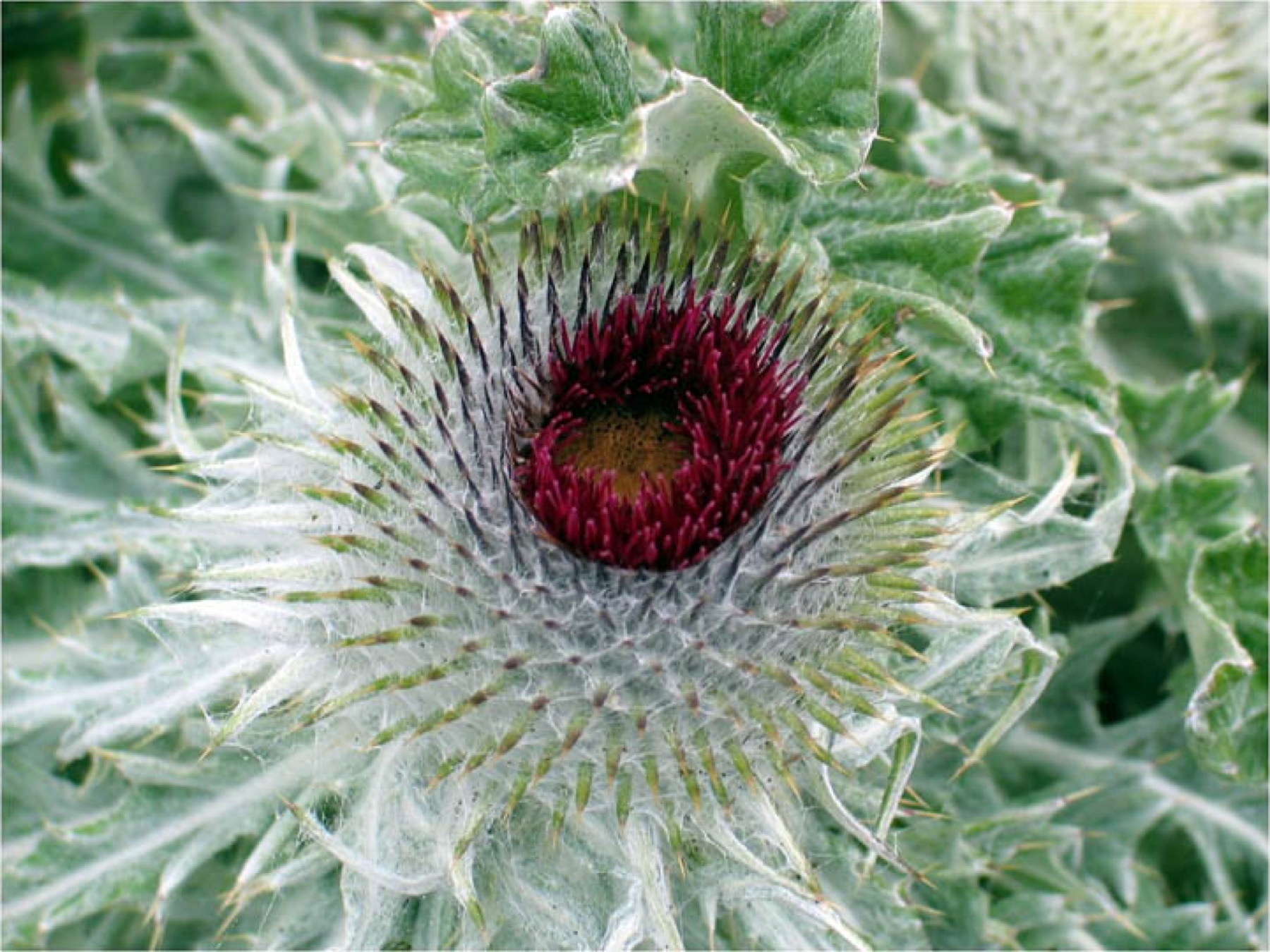 Cobwebby Thistle — photo 16