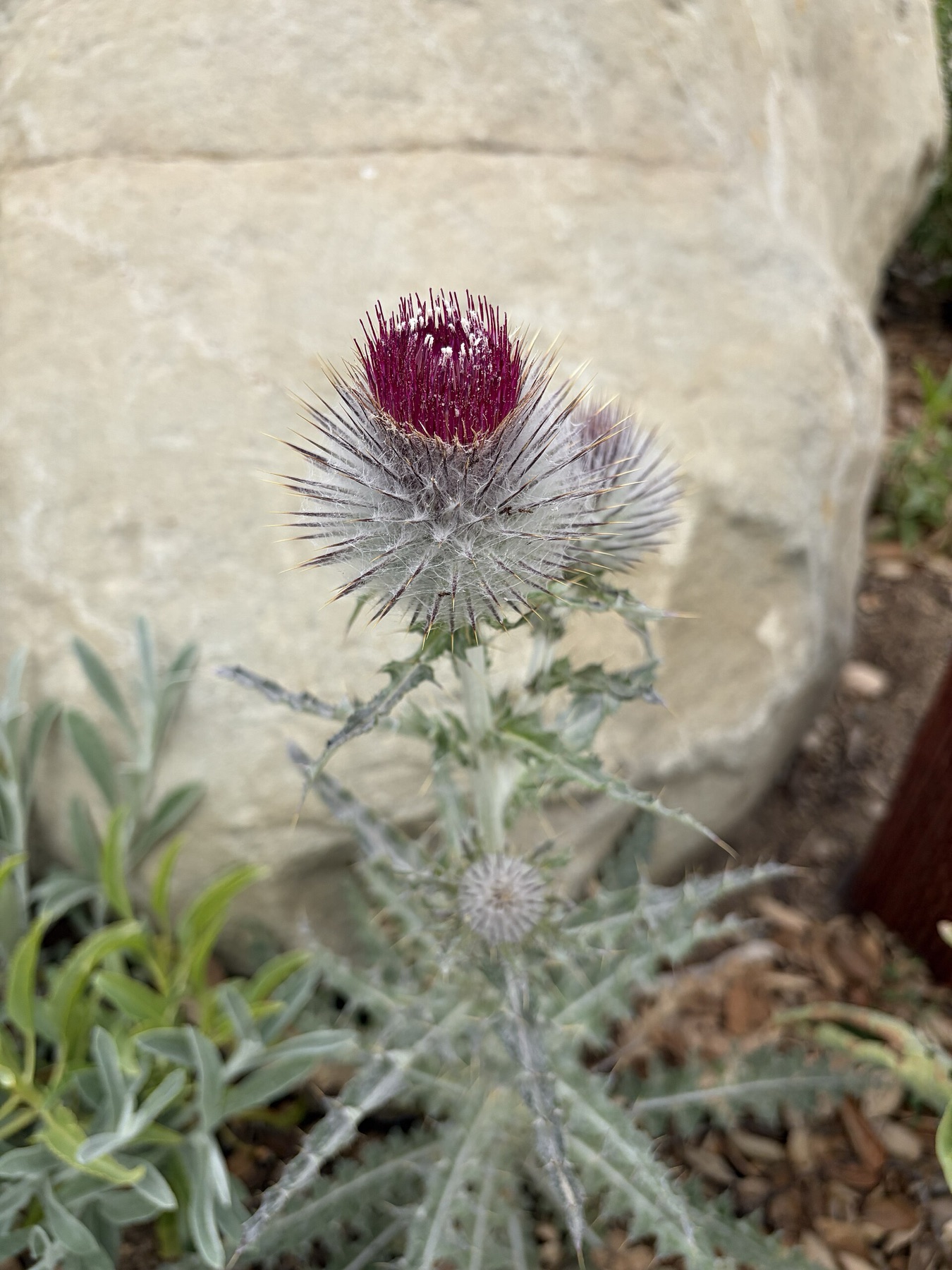 Cobwebby Thistle — photo 17