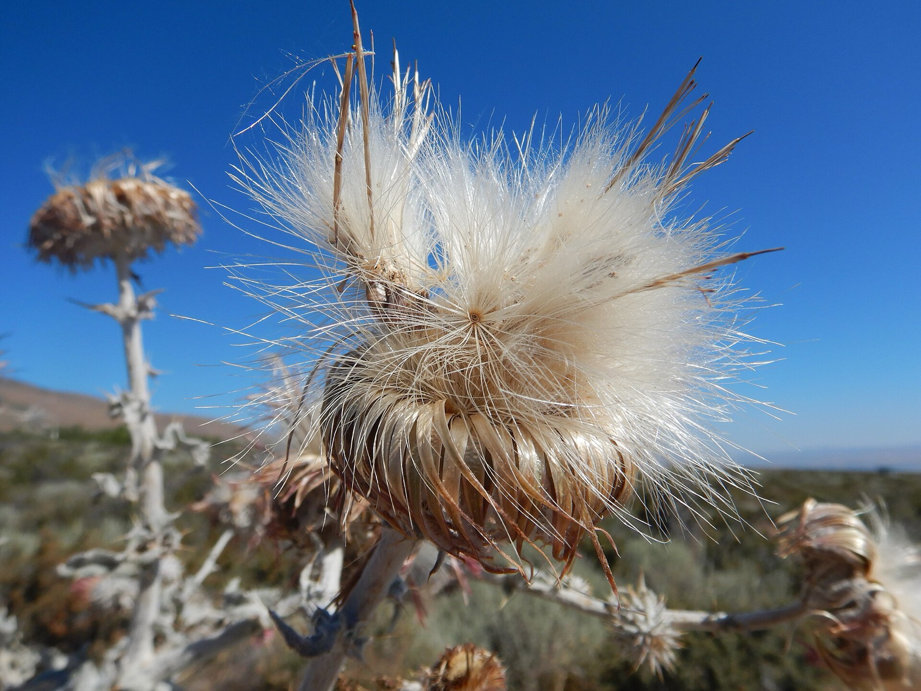 Cobwebby Thistle — photo 18