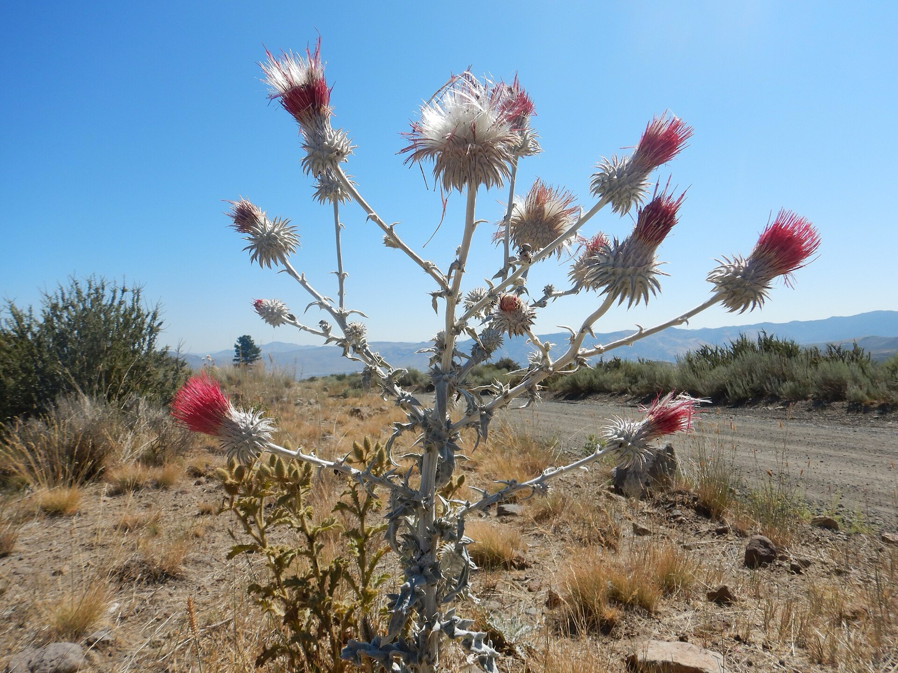 Cobwebby Thistle — photo 19
