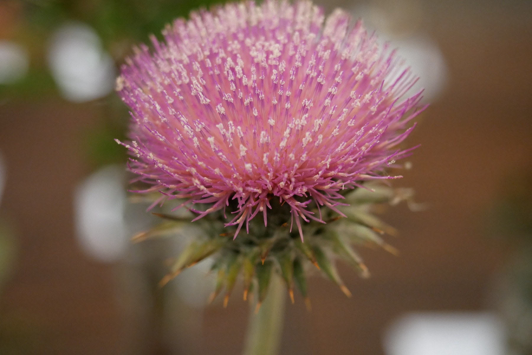Cobwebby Thistle — photo 20