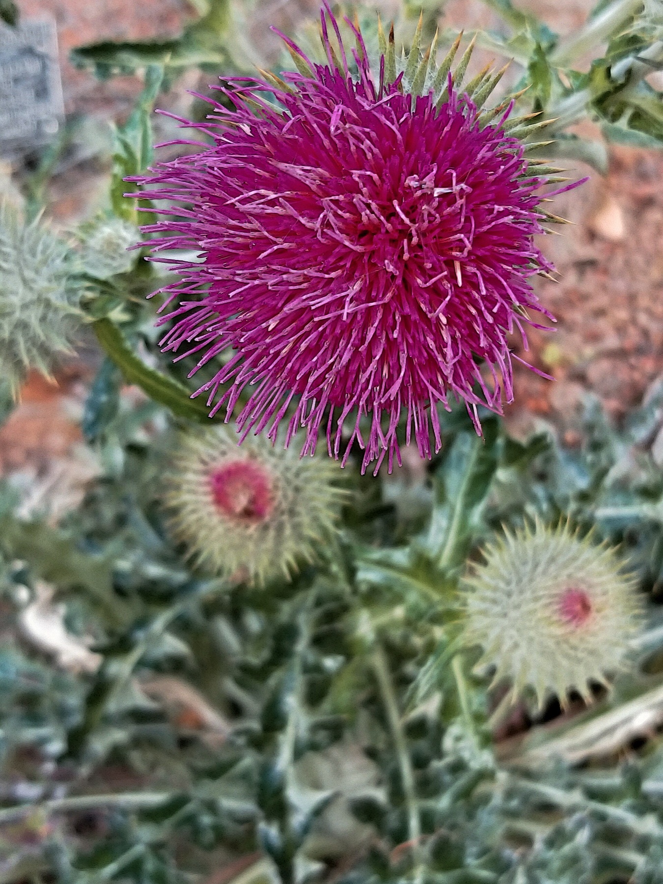Cobwebby Thistle — photo 21