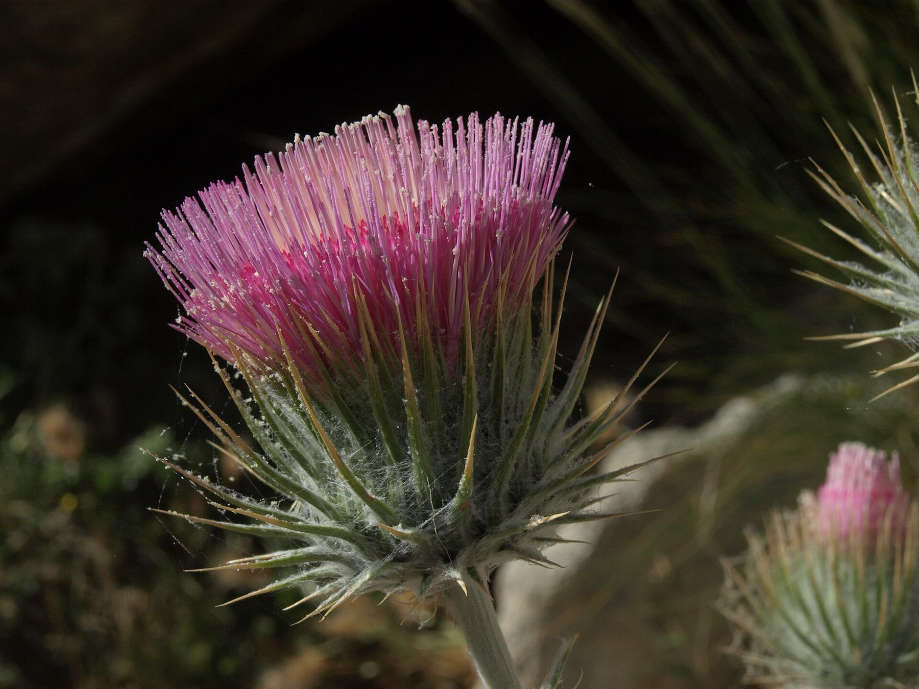 Cobwebby Thistle — photo 22