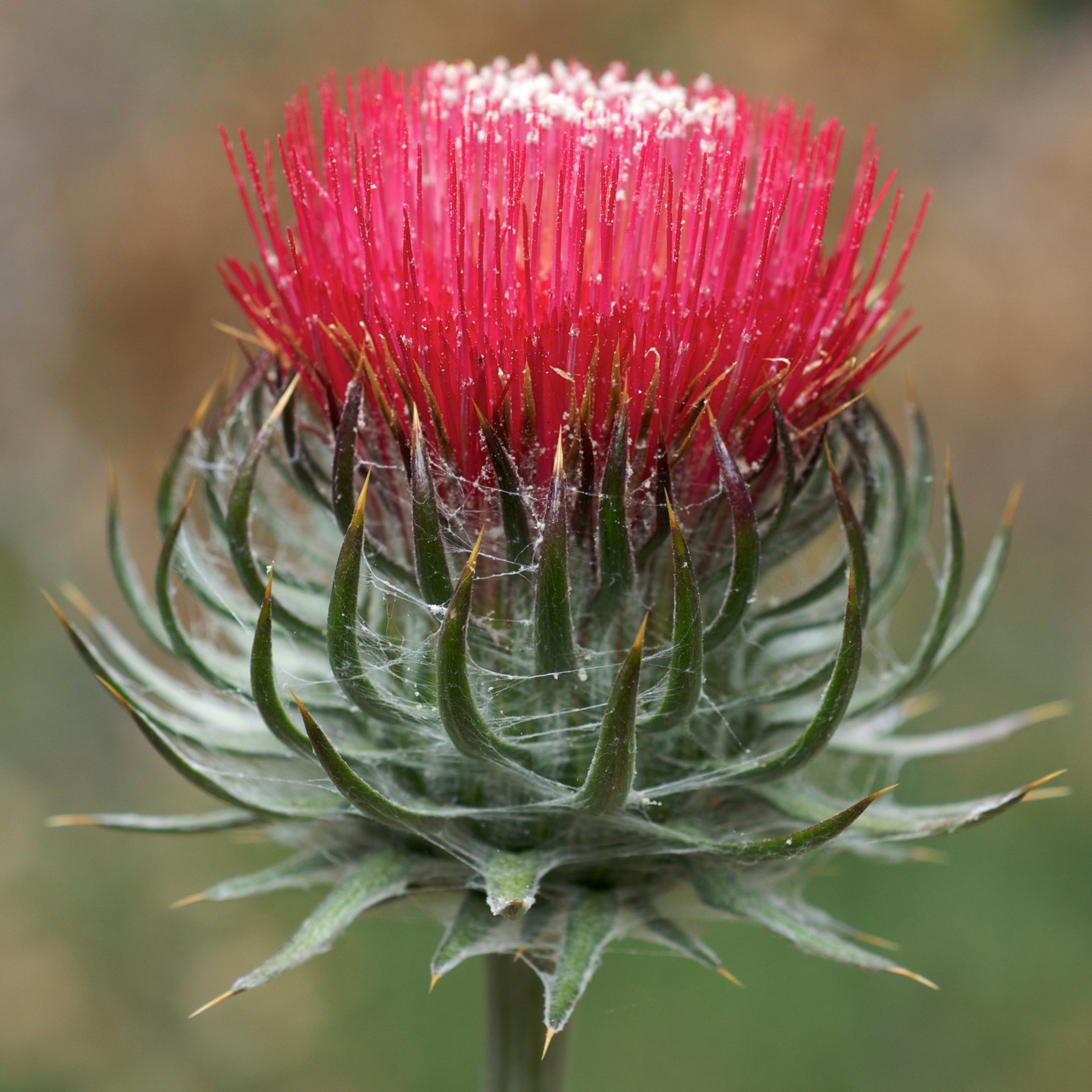 Cobwebby Thistle — photo 23